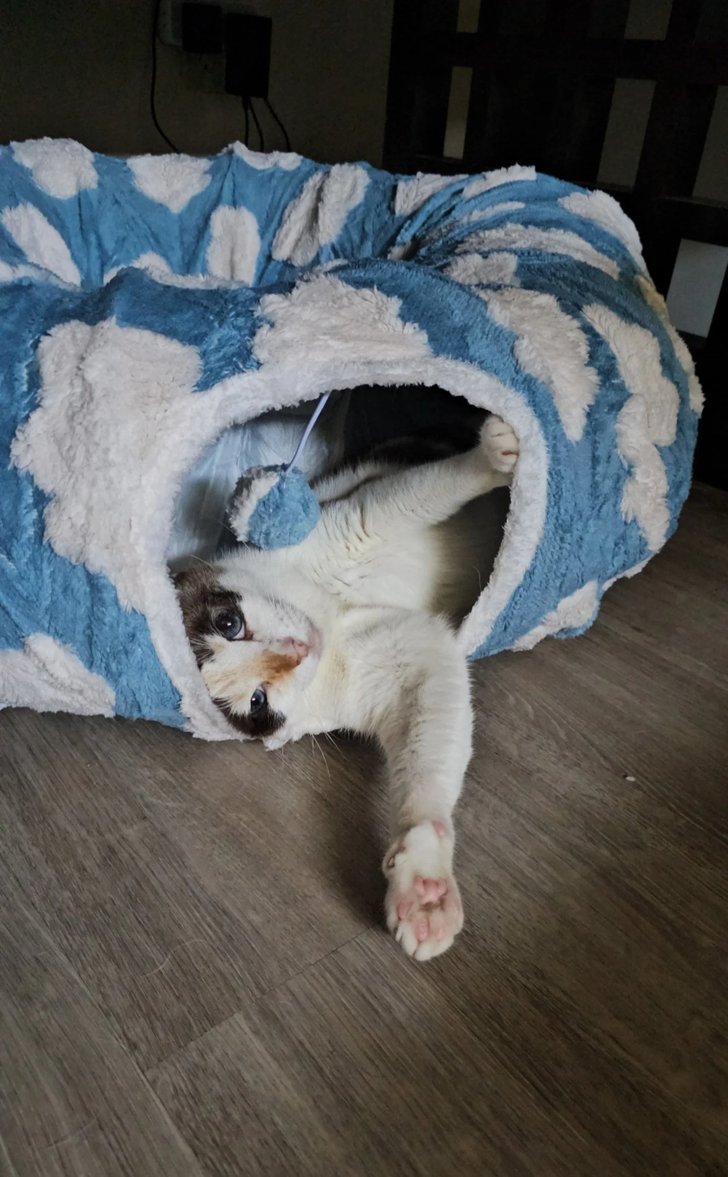 The Cat Tunnel Bed My Pets Still Use Every Day