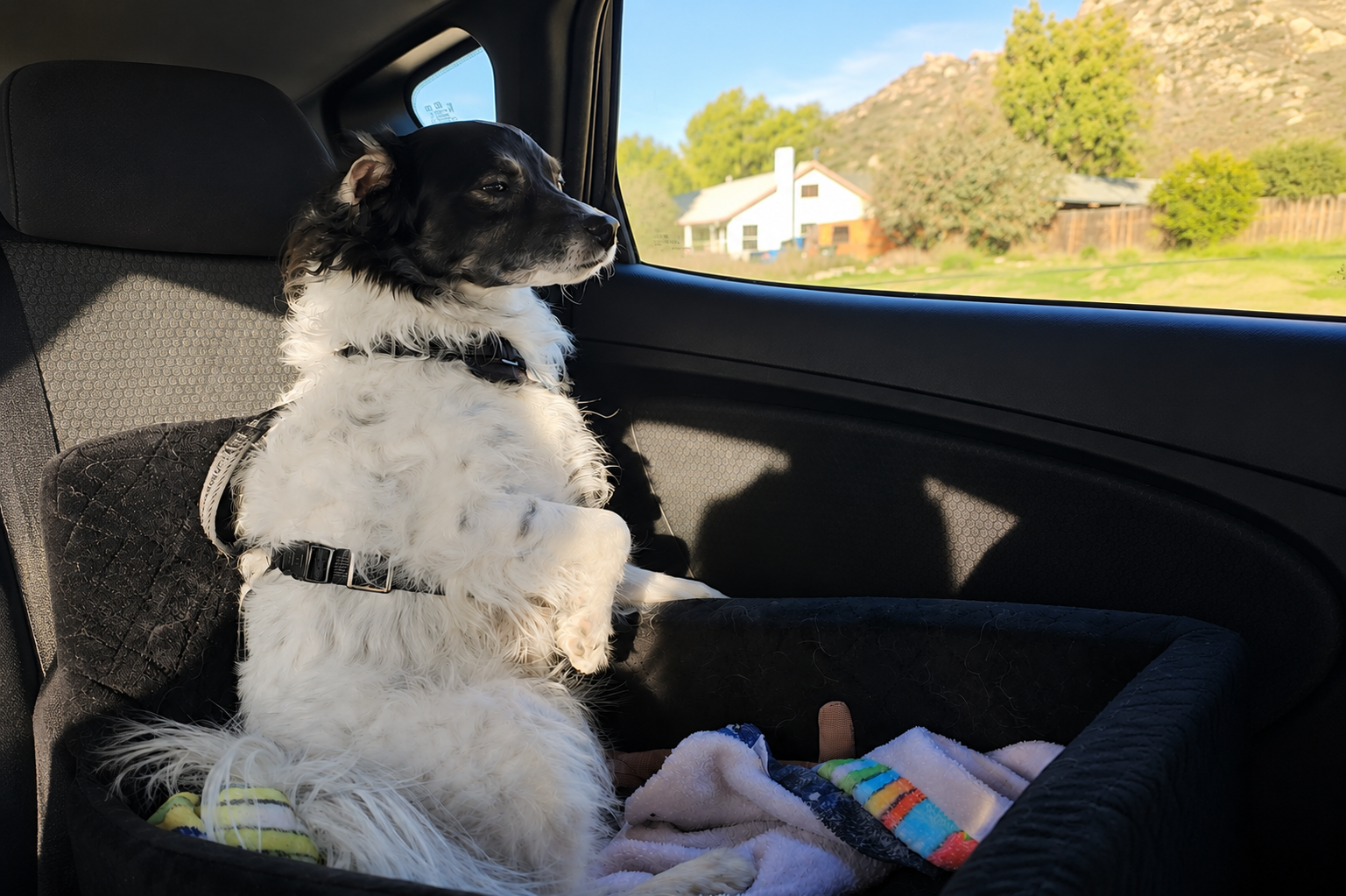 Our Small Dog Car Travel Setup for Comfort and Safety