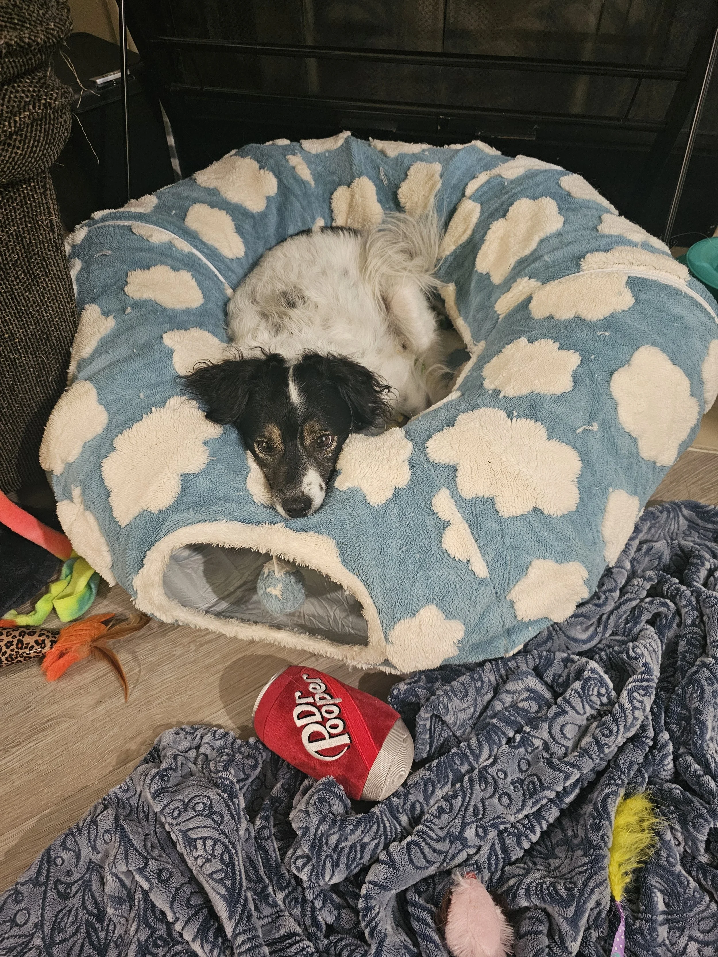 Click to see Mugen enjoying HIS cat tunnel hahahah.