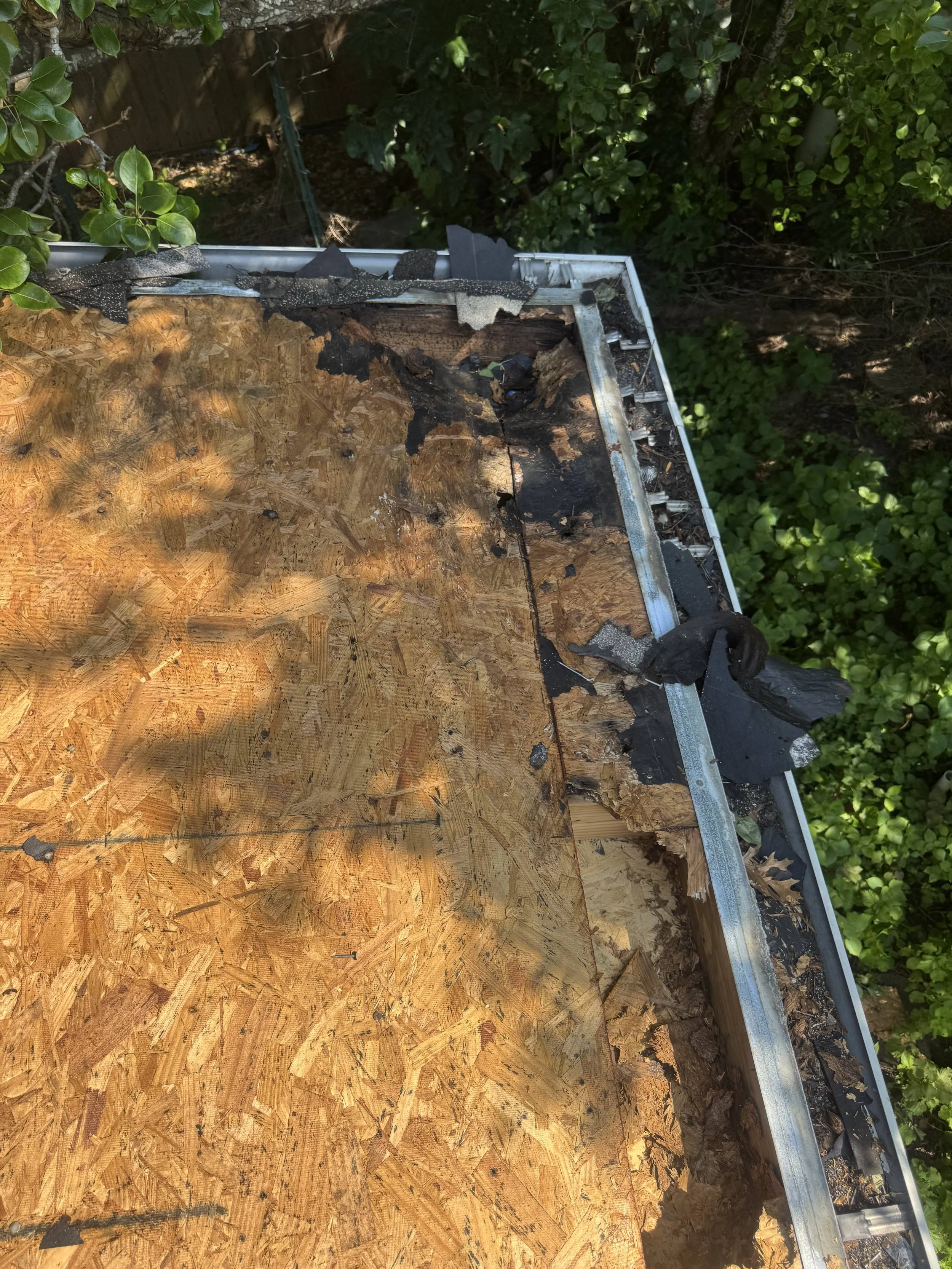 Damaged roofing material, including burnt black underlayer and torn roofing membrane, on top of wooden sheathing, with surrounding green bushes.