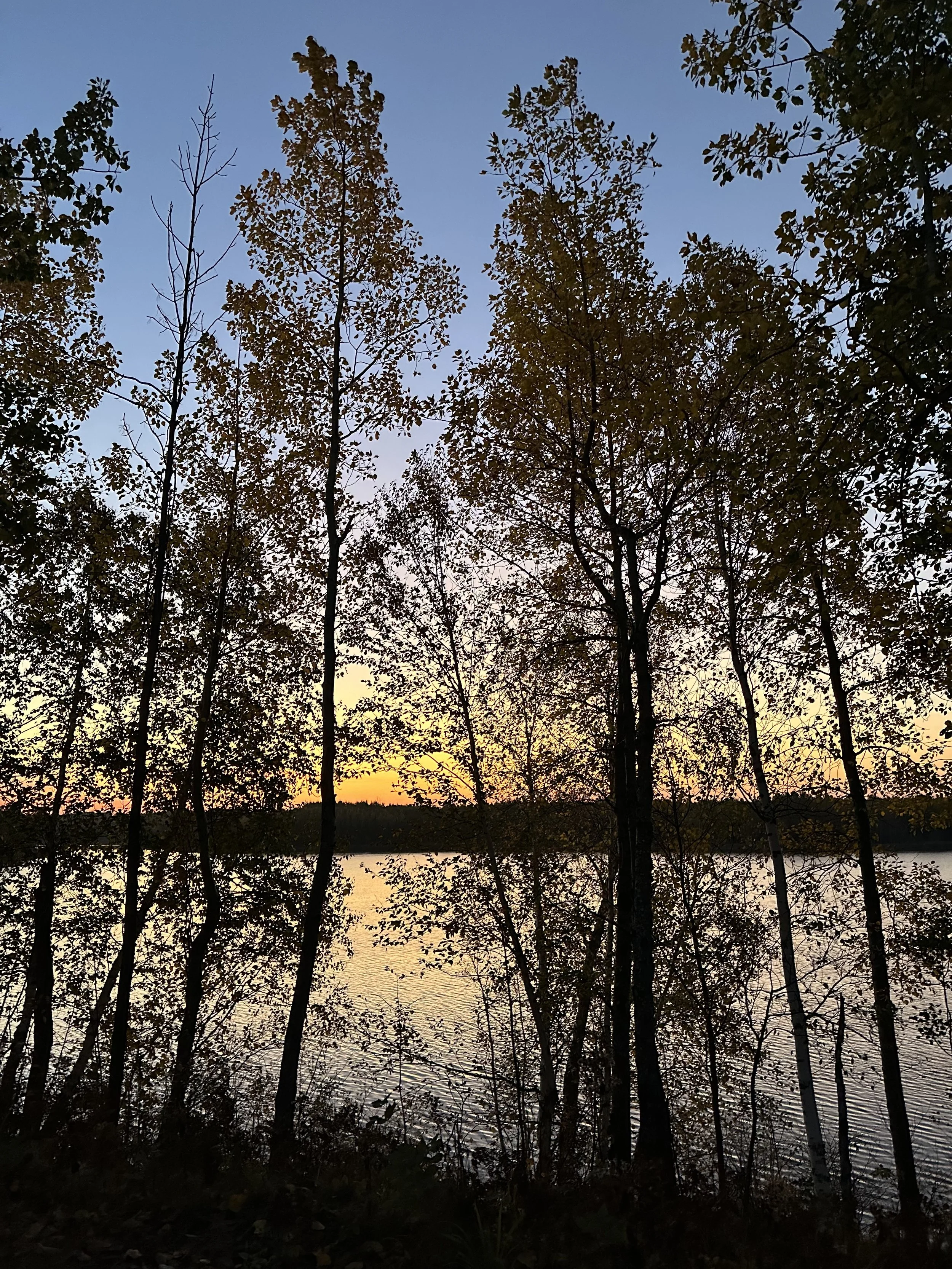 Trees and a sunset.