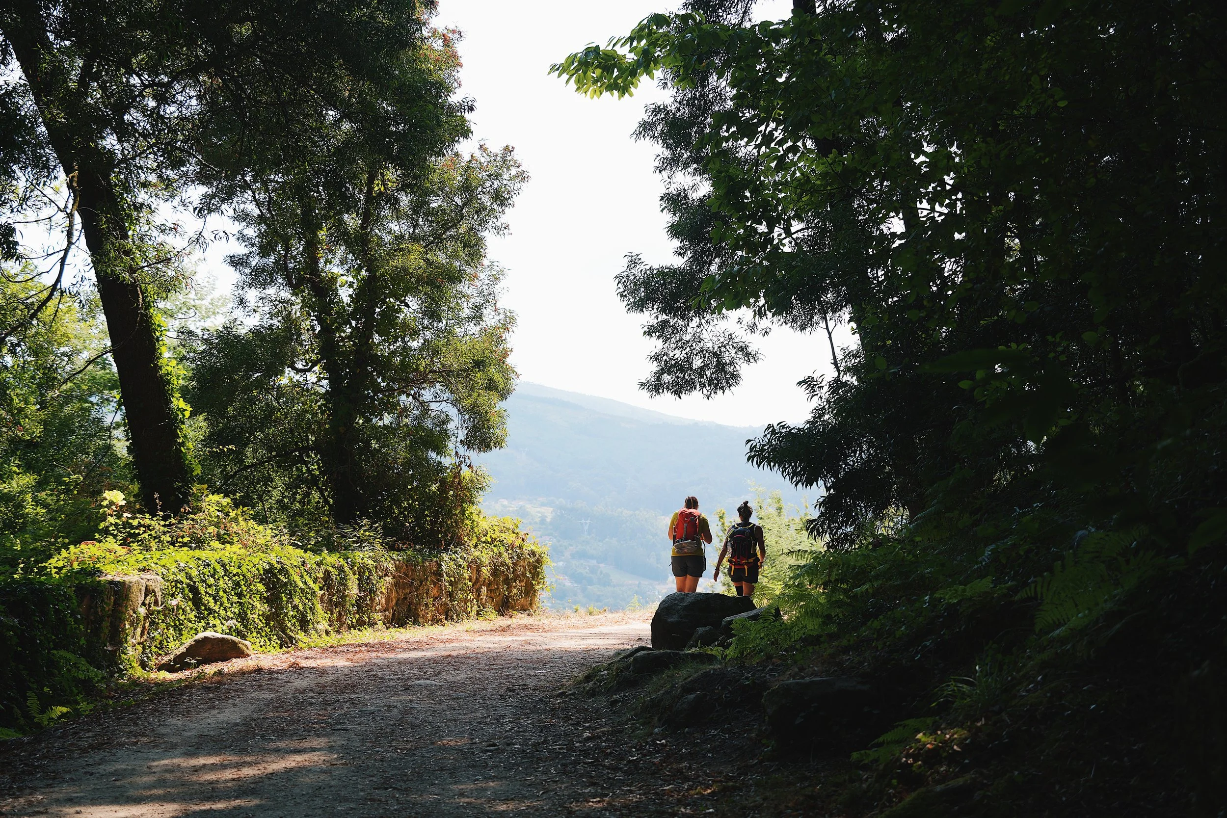 walking through a forest on the camino de santiago portugese