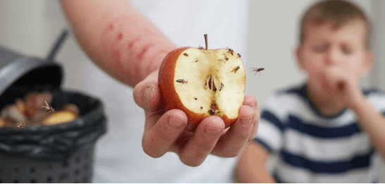 Una mano sostiene una manzana cortada en medio, con pequeños insectos en ella, en un entorno doméstico y un niño en el fondo