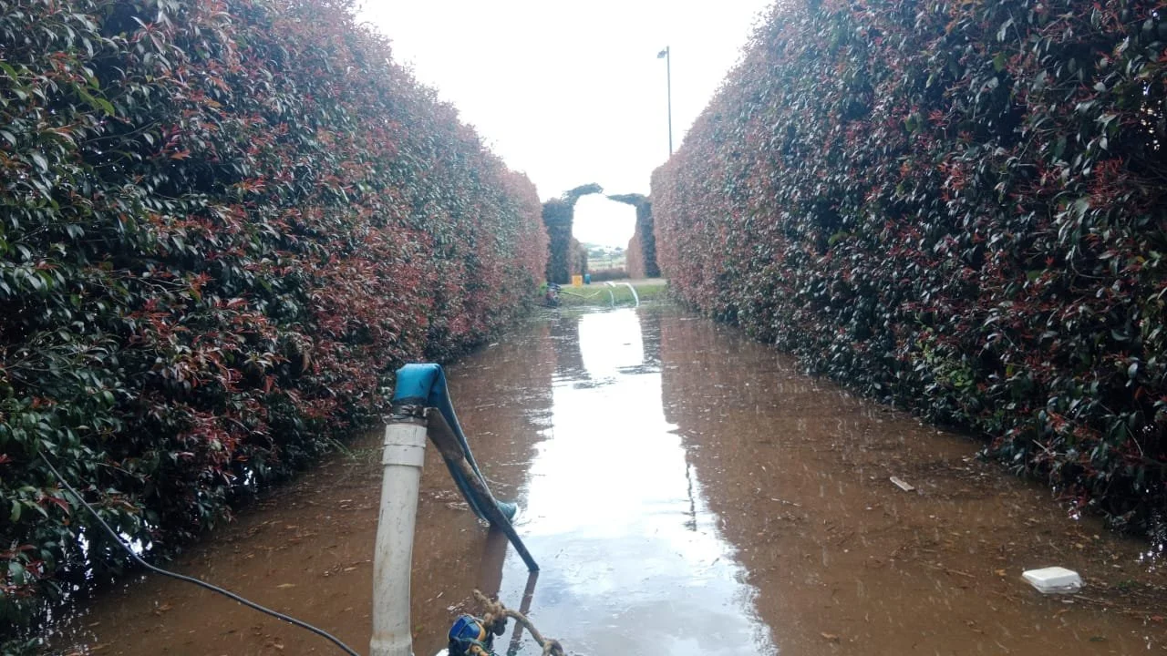 Camino inundado con manguera en primer plano, flanqueado por arbustos de hojas oscuras, con una estructura en el fondo y cielo nublado.