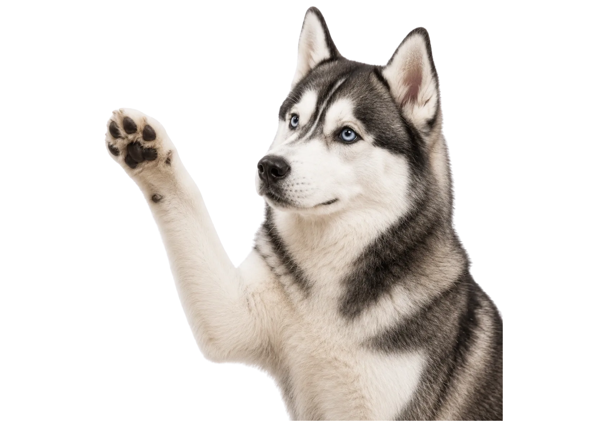 Close-up of a Siberian Husky puppy with blue eyes raising one paw.