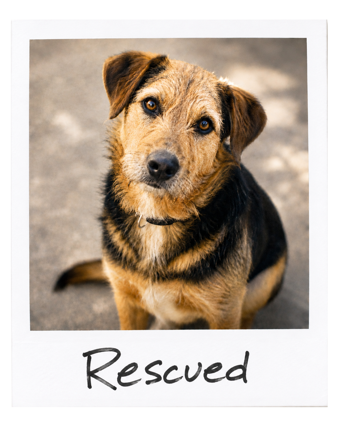 A wet dog with tan and black fur looking up at the camera, with the word "Rescued" handwritten below the image.