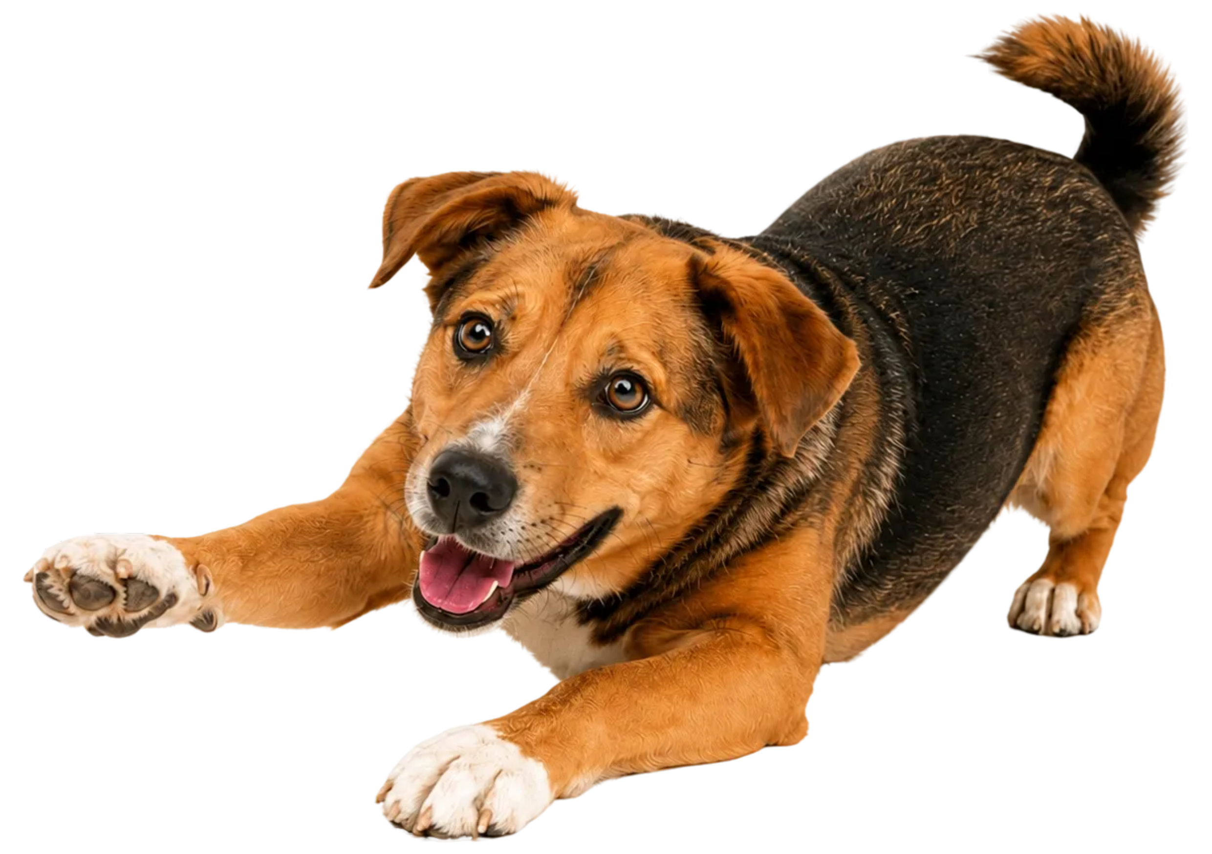 A playful dog, possibly a mixed breed, with a brown coat and darker markings, lying on its side with one front paw extended forward and the mouth open, appearing happy and energetic.