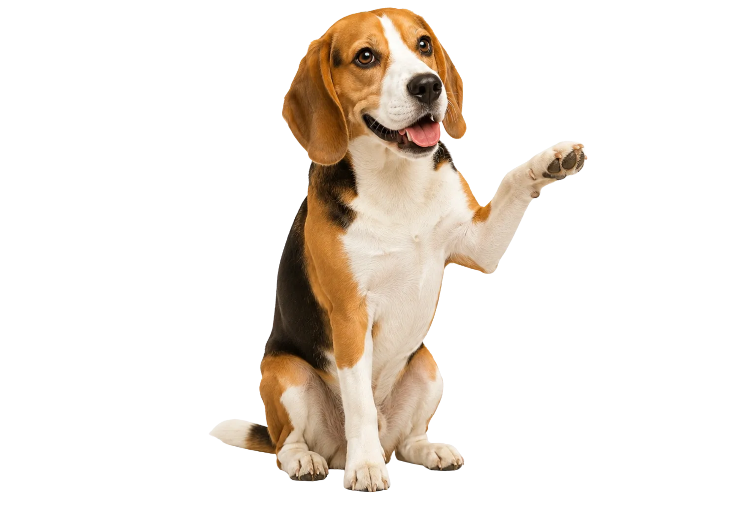 A cute brown and white beagle puppy sitting with one paw raised, looking happily at the camera.