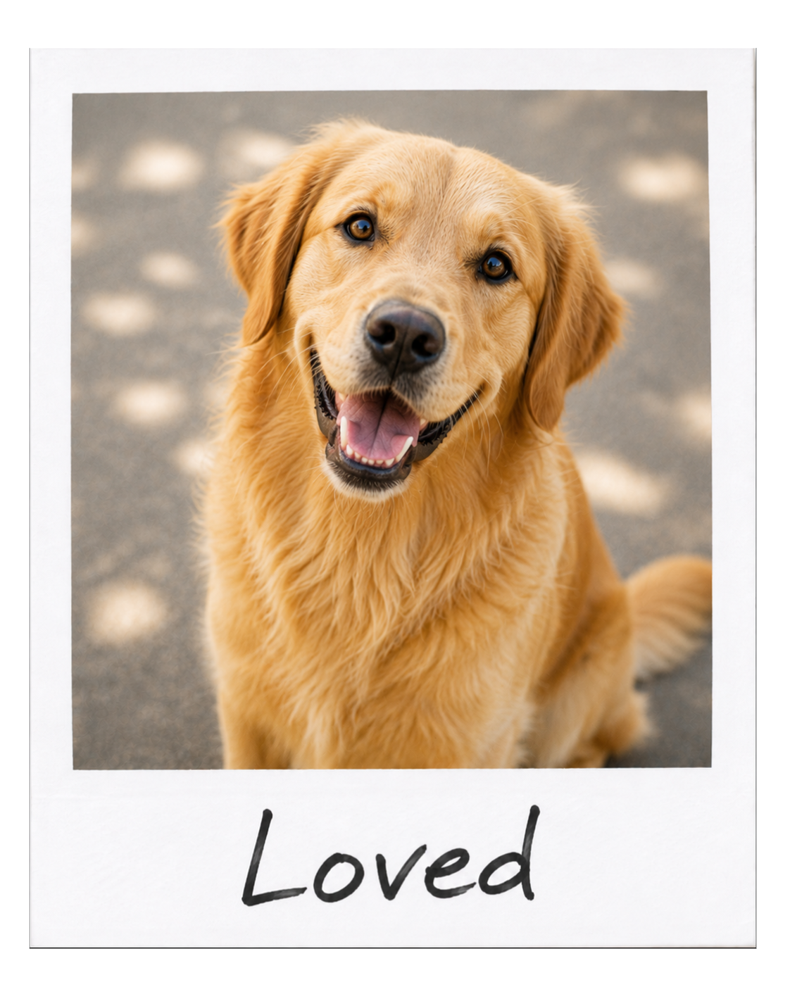 A close-up of a happy golden retriever dog with its mouth open, showing teeth, and sitting on pavement with soft shadowy spots.