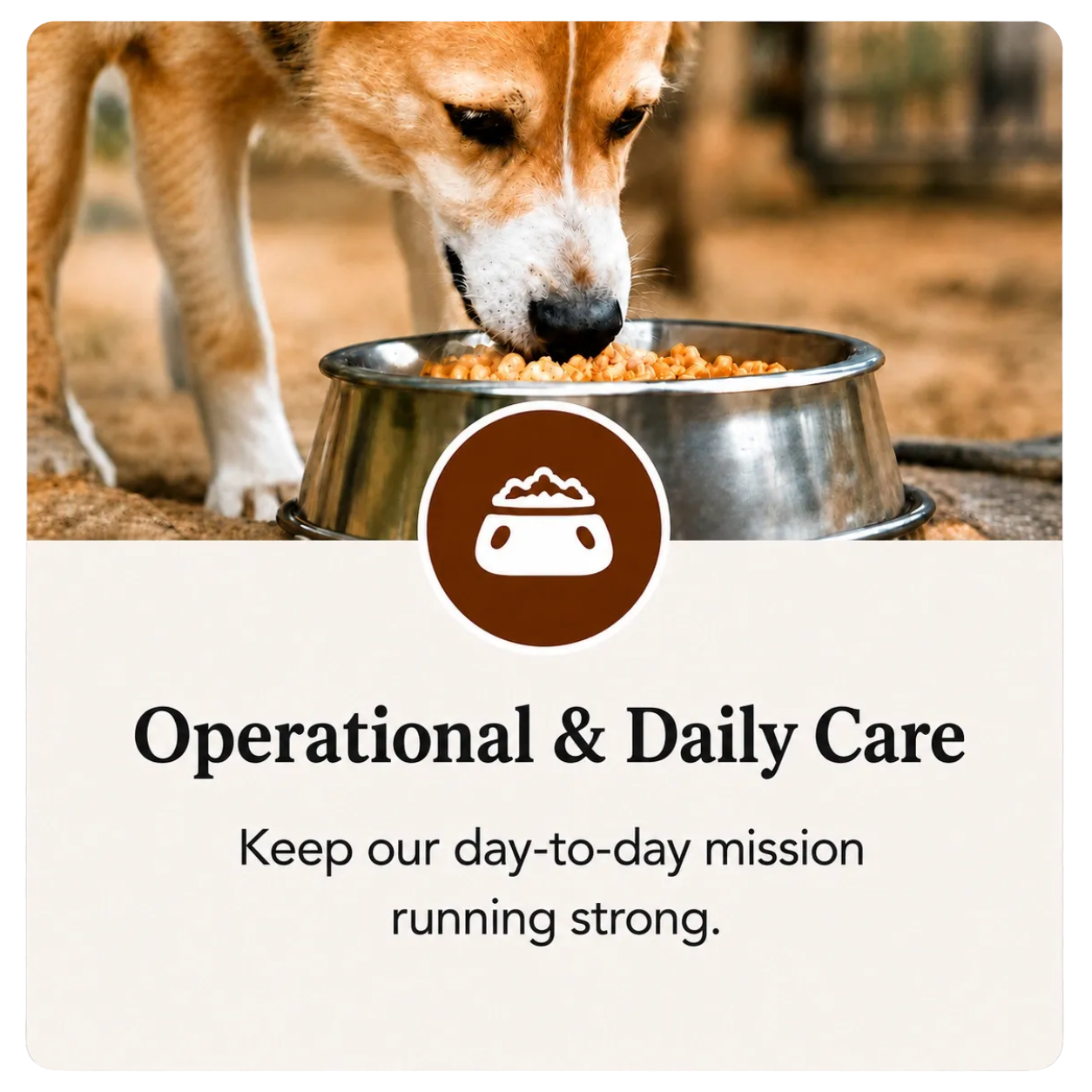 A dog eating from a metal bowl filled with dog food outdoors. The image promotes operational and daily care for dogs.
