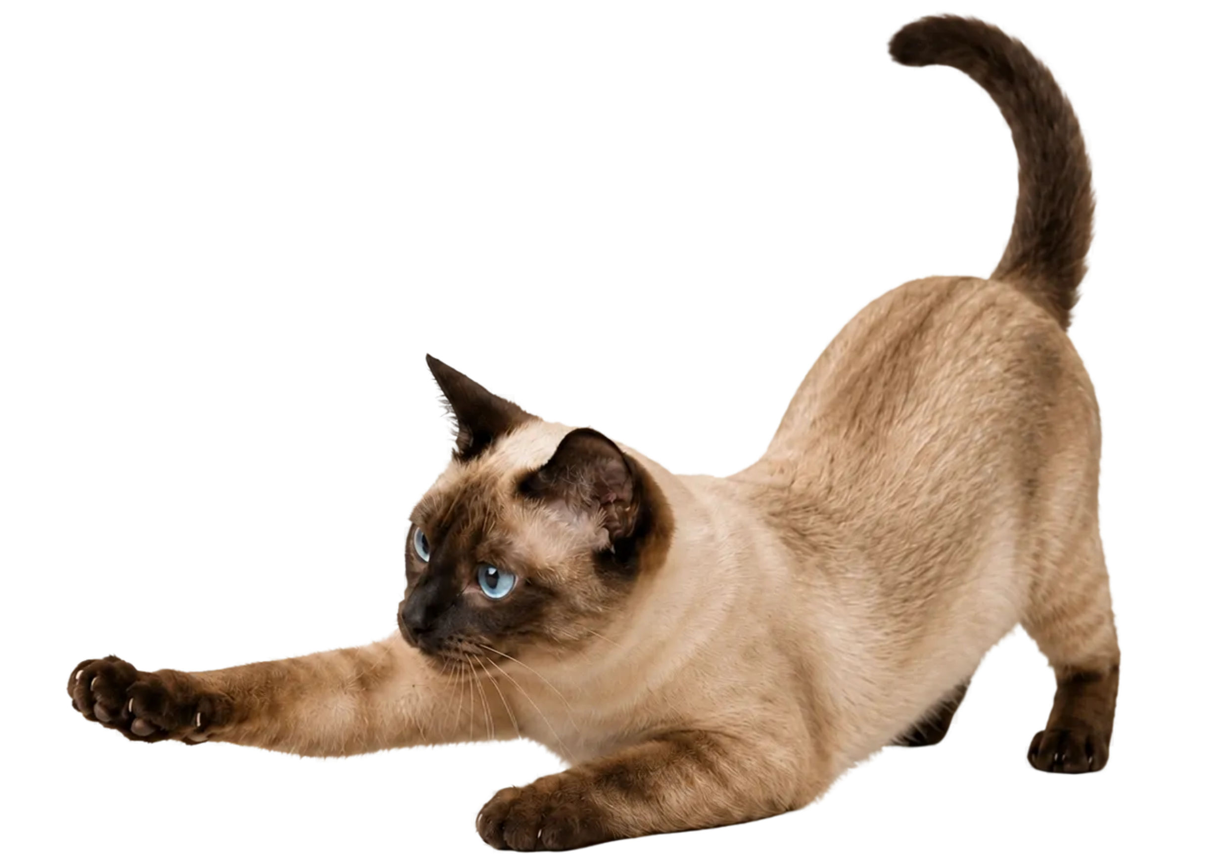 A Siamese cat with blue eyes stretching forward with one paw.