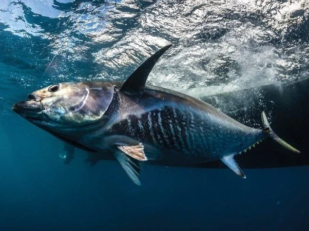 Chase Giant Bluefin at Waihau Bay
