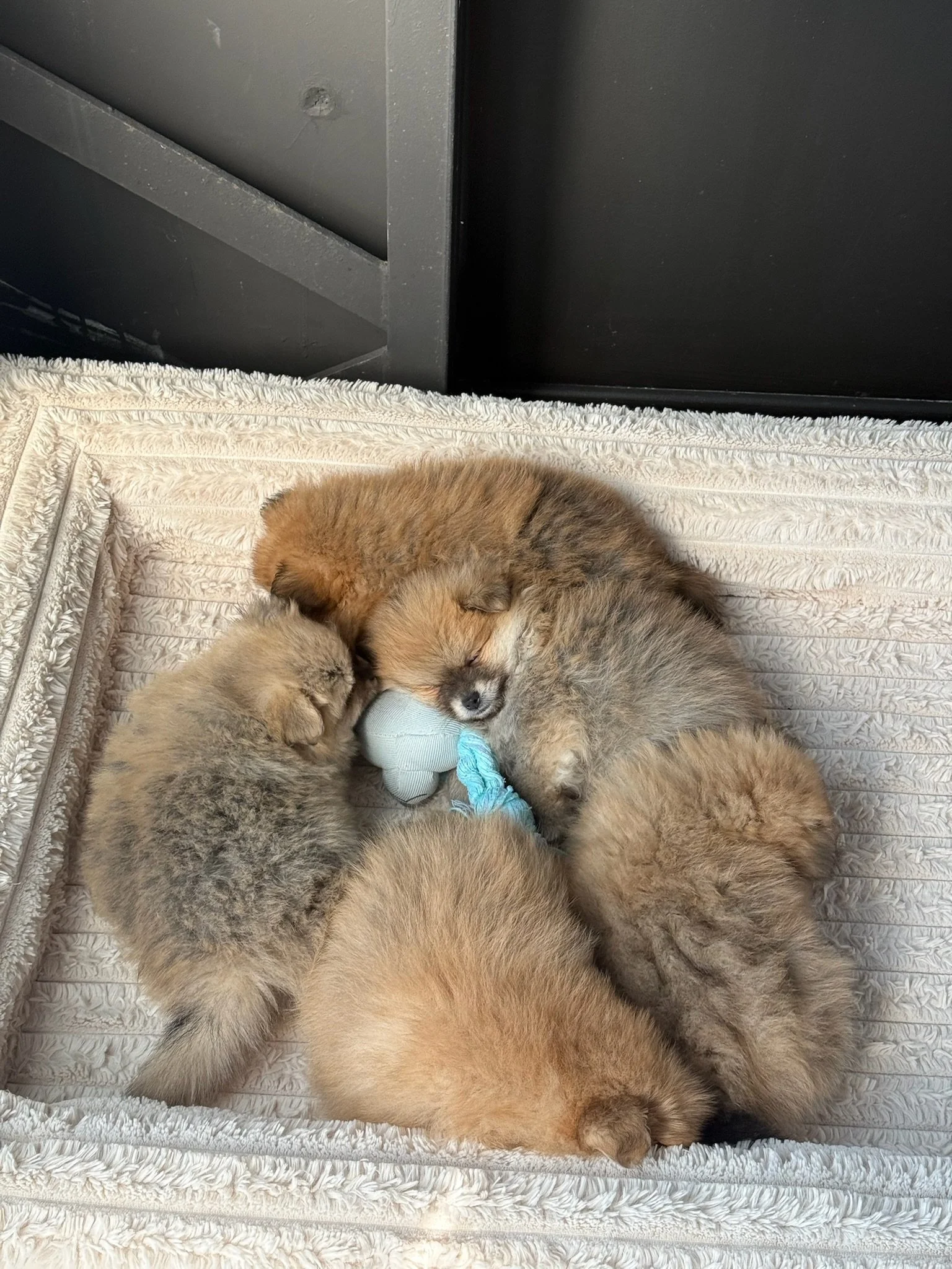 Three corgi puppies sleeping in a pile on a white textured rug, one puppy with a blue toy and a cloth
