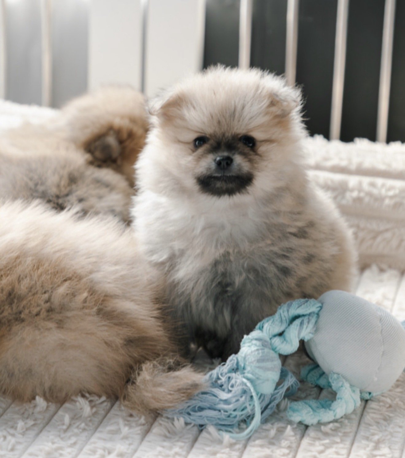 A fluffy Pomeranian puppy with light gray and cream fur sitting on a white surface, facing forward, with another puppy blurred in the background and a blue chew toy in front.