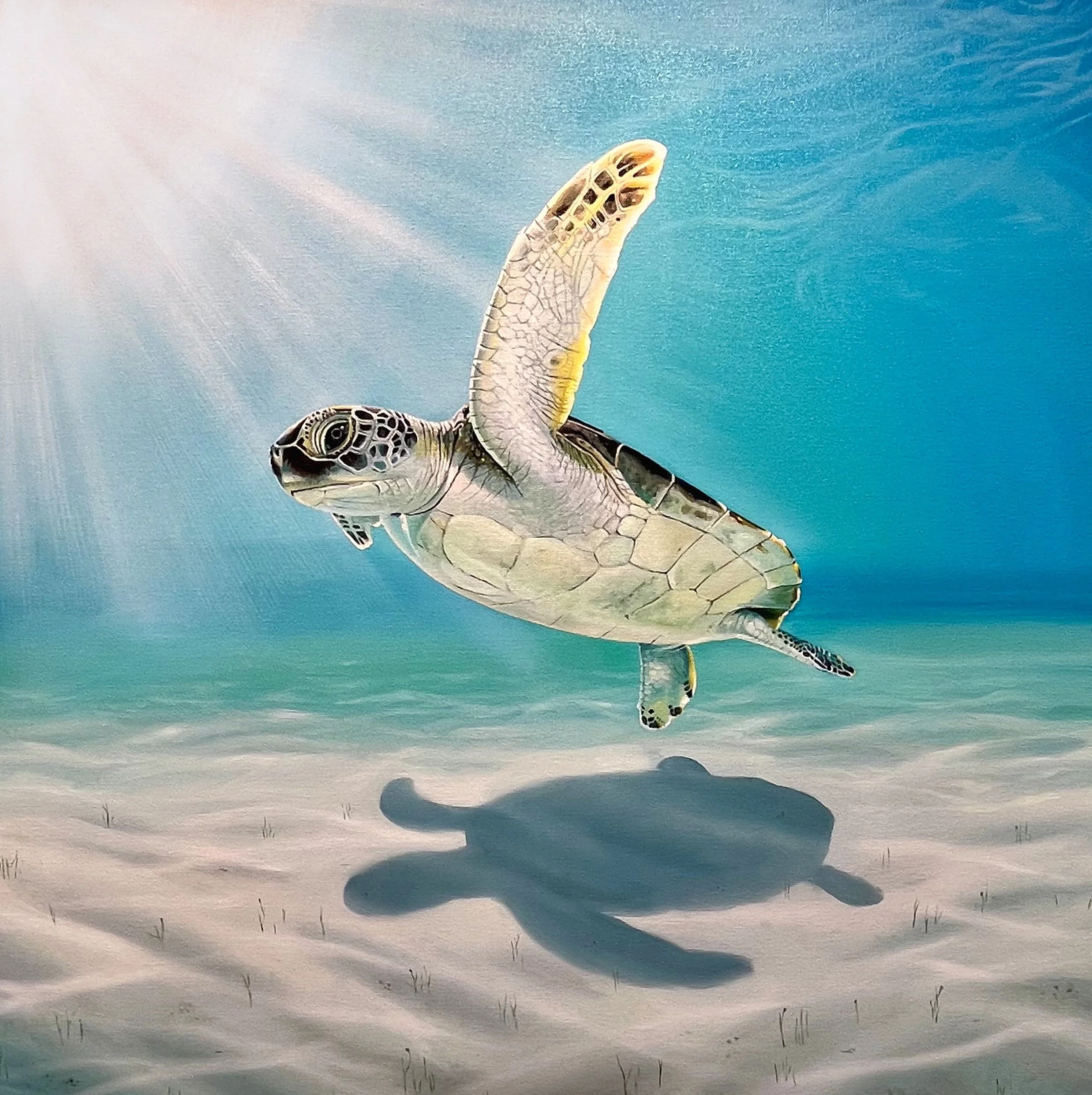 turtle Hamilton Island Painting