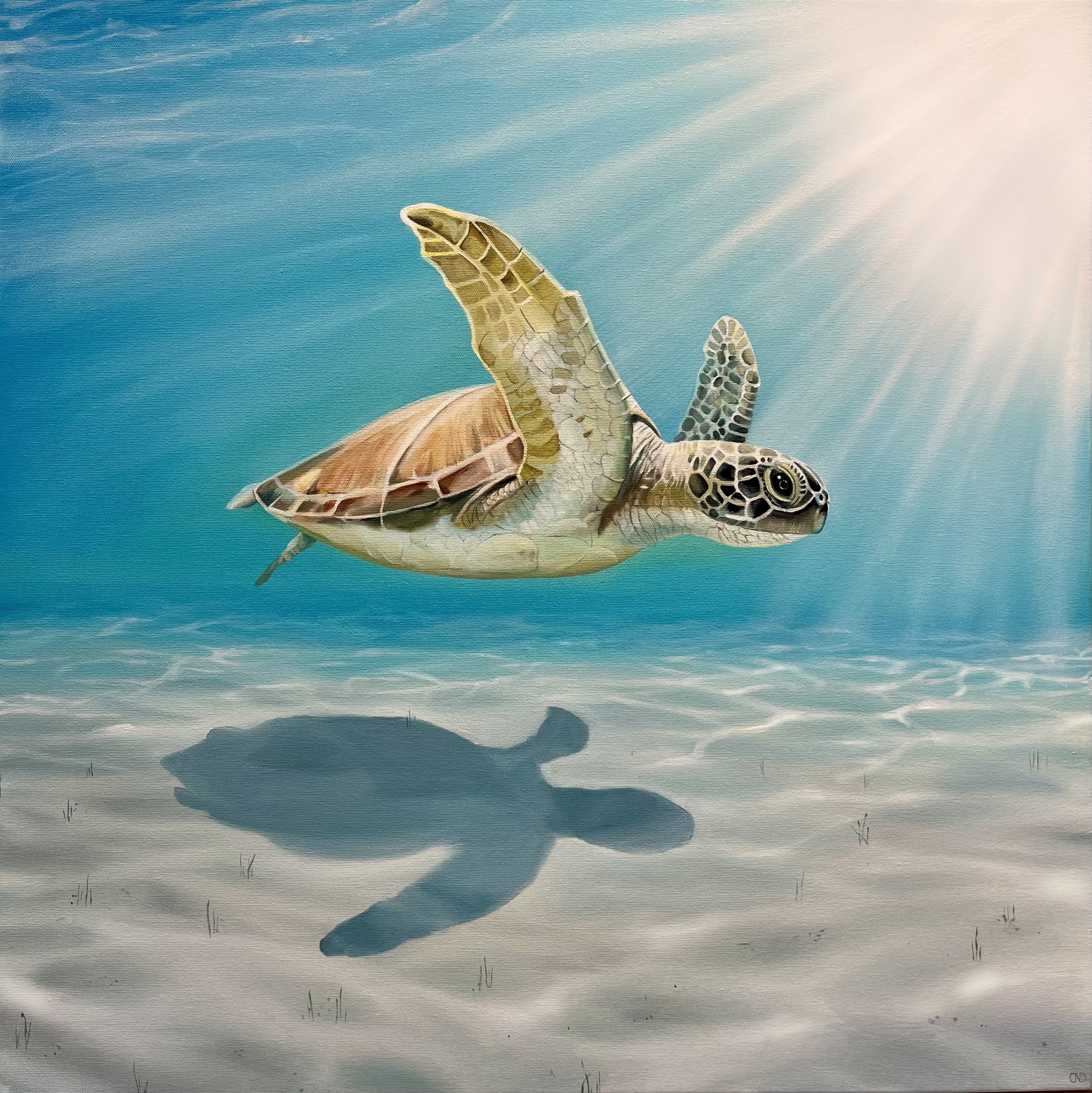 Hamilton Island Painting of Turtle