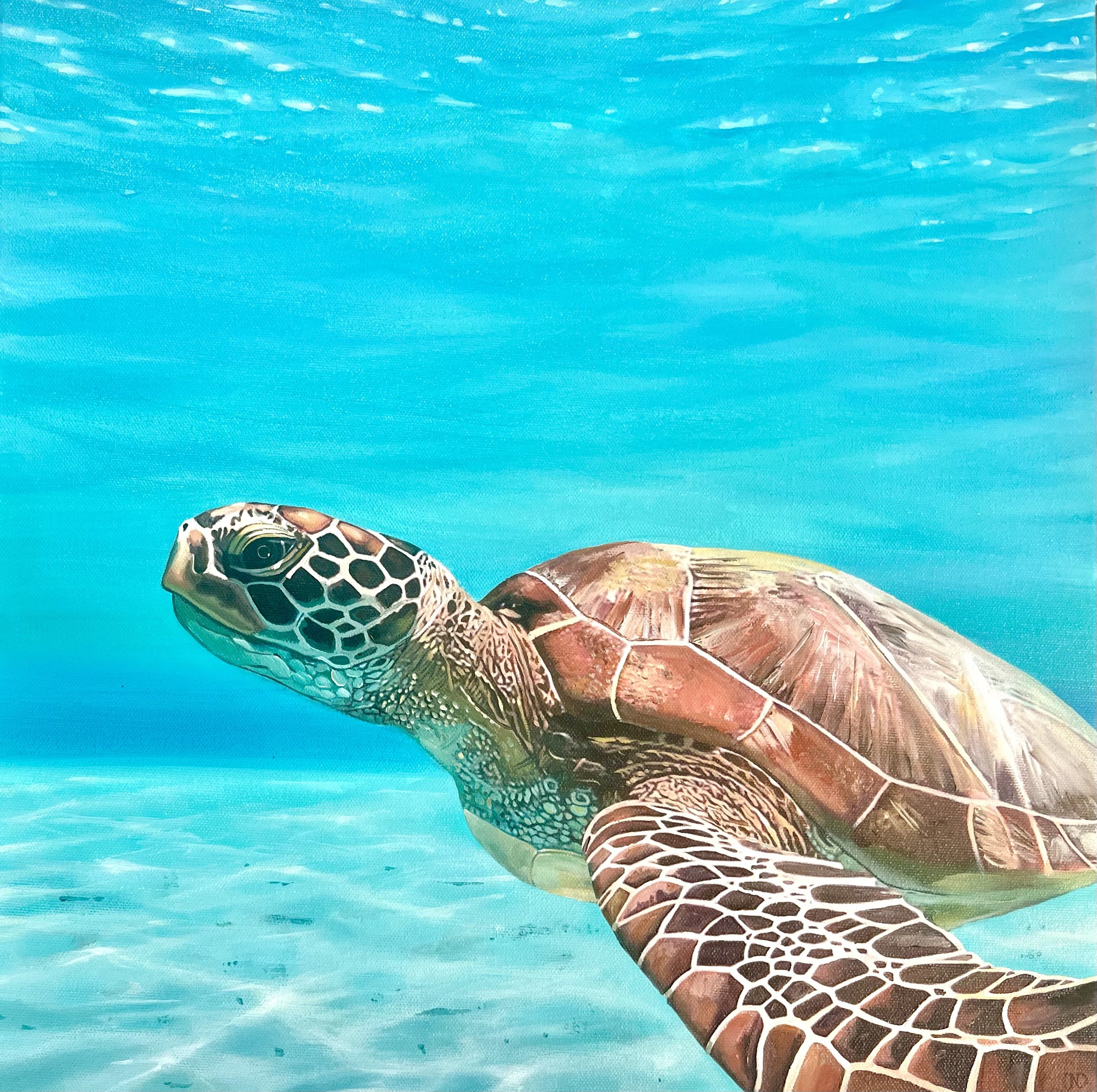 Turtle Painting Hamilton Island