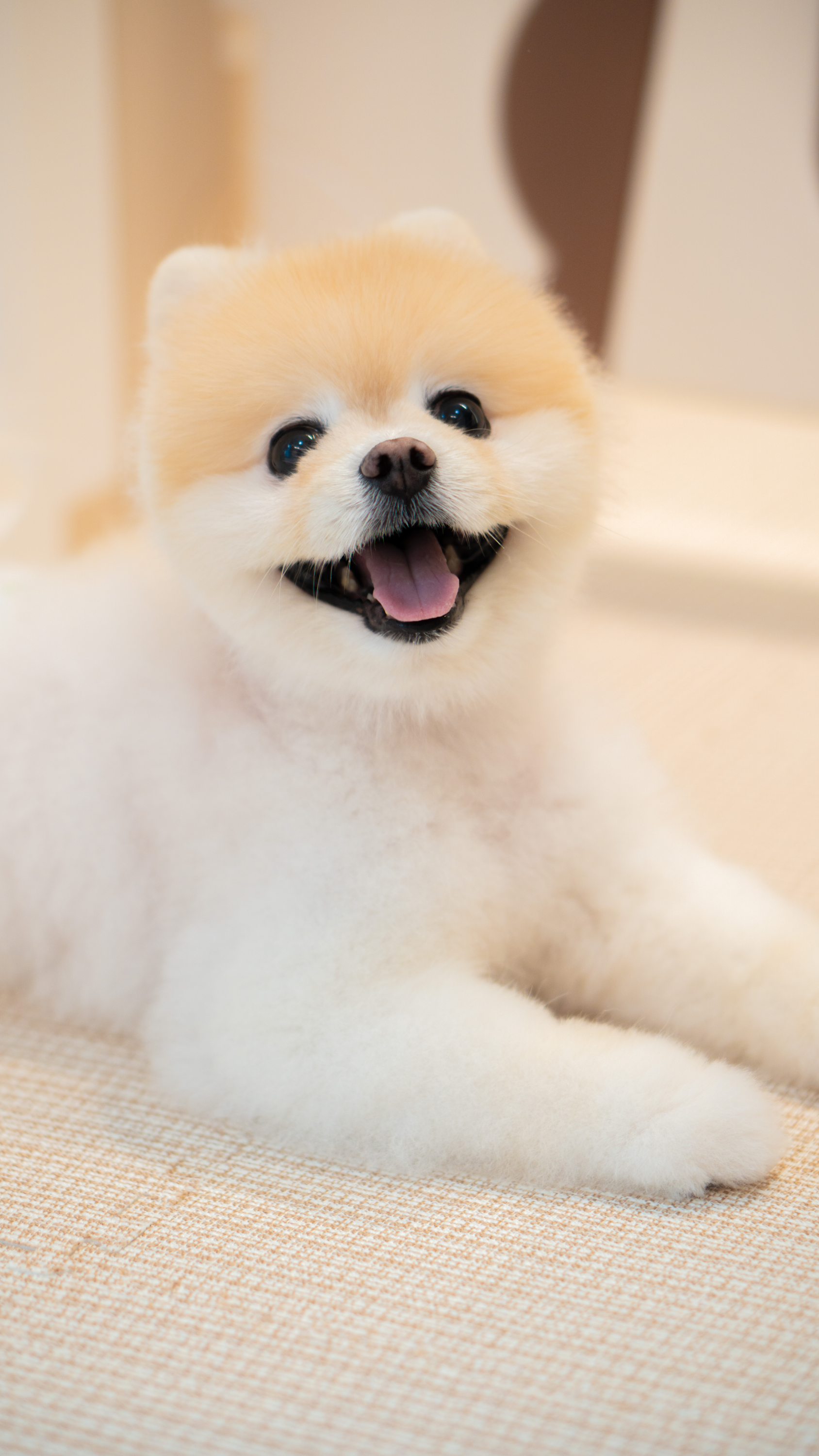 A happy Pomeranian showcasing the results of a Deluxe Wash at Pet Atas, our premium bathing service tailored for both single and double-coated dogs.