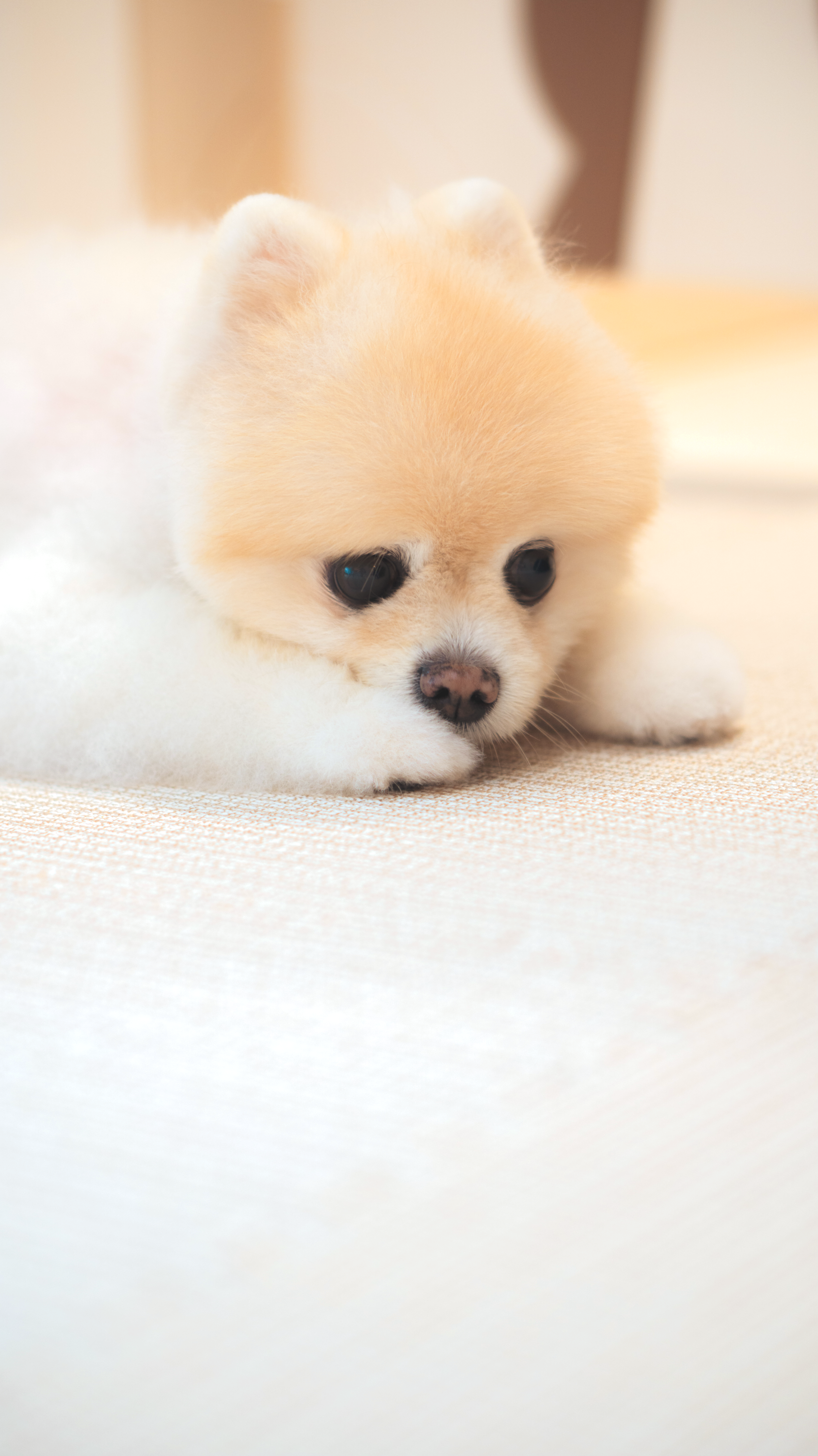 A calm and relaxed small breed dog at Pet Atas, illustrating our commitment to a safe, hygienic, and flea-free environment for holistic pet care in Kepong.
