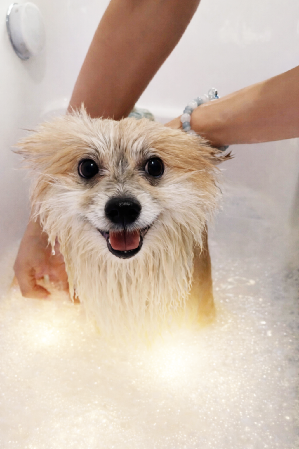 A dog enjoying a soothing soak during a Pet Wellness session at Pet Atas, including our signature hydro massage spa and supervised daycare services.