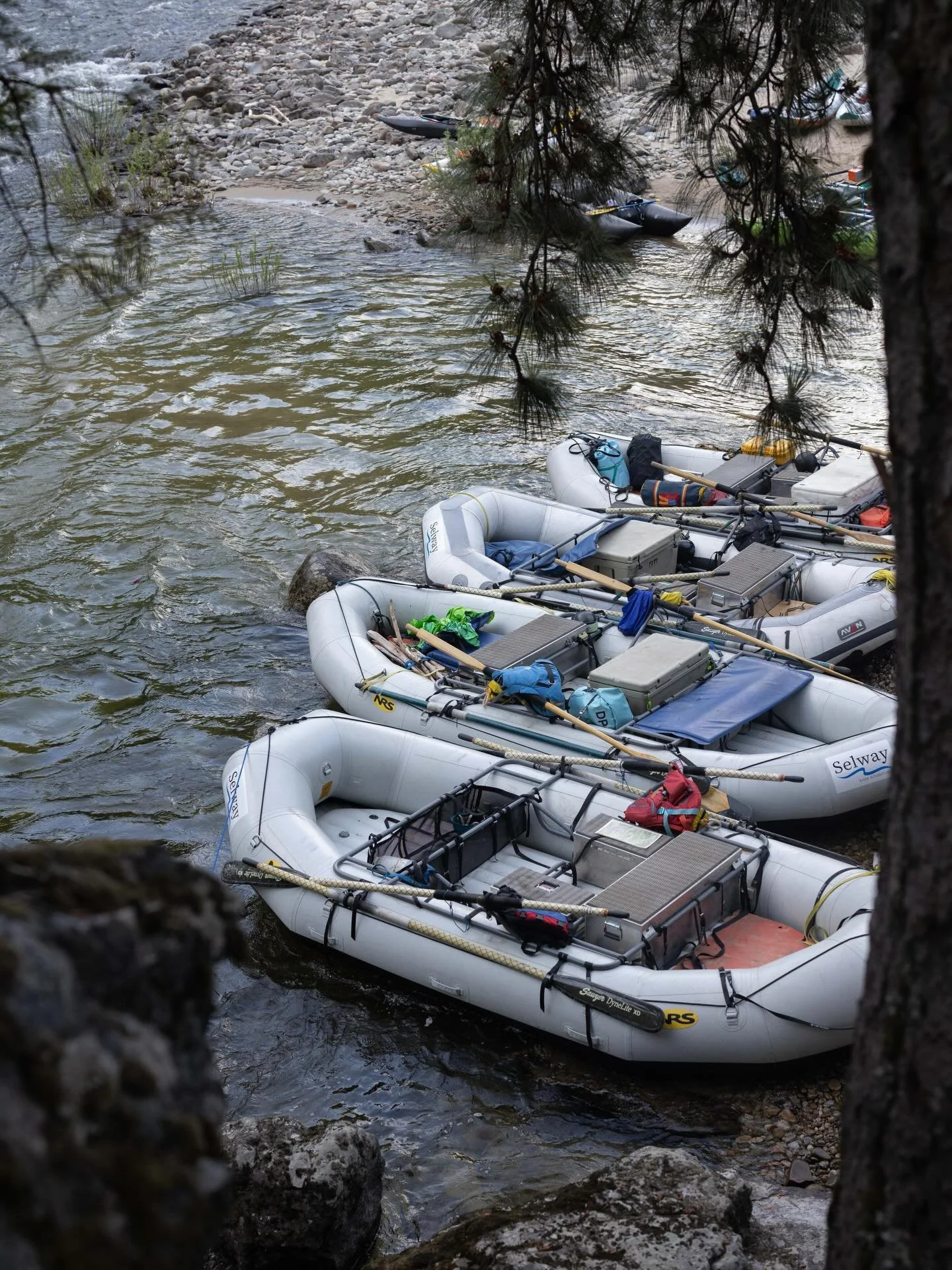 Thankful for the boats that carry us down the beautiful, mighty Selway River 🌊🏞️ Head to our website for dates to join these boats downstream and experience views only accessible by water!
&bull;
&bull;
&bull;
#selwayriver #idahorafting #remotewild
