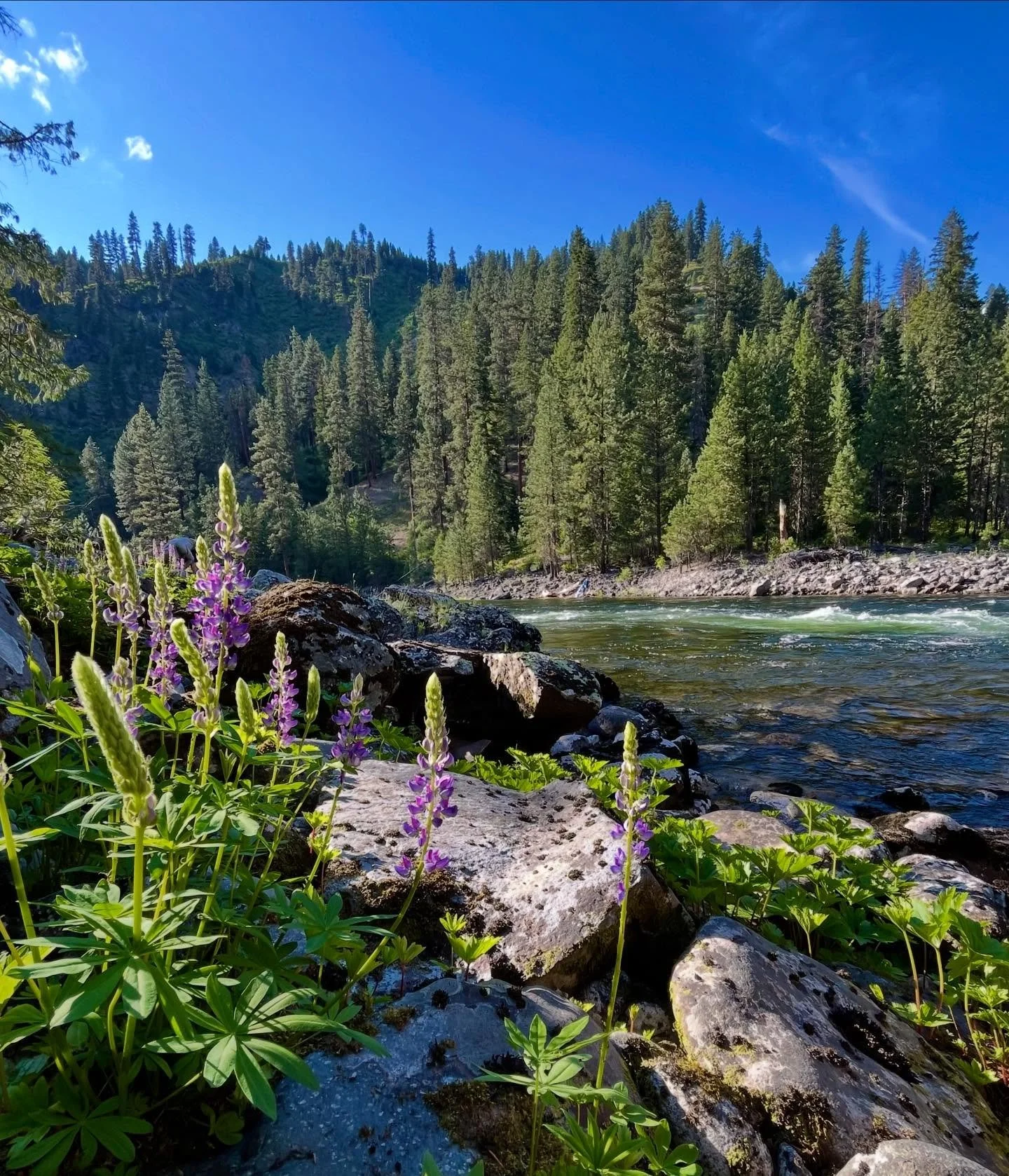Book a late spring or early summer trip with us to see the remote wilderness of the Selway River fill with colorful Lupin, lighting up the riverbanks and gravel bars🪻🌊
&bull;
&bull;
&bull;
#riverwildflowers #selwayriver #idahorafting #raftingtrip #