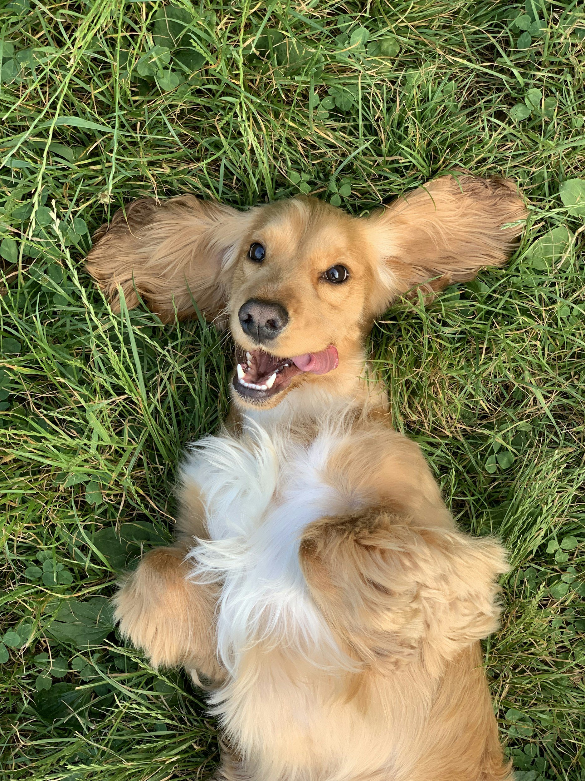 Golden retriever puppy lying on grass, smiling with tongue slightly out, looking up.