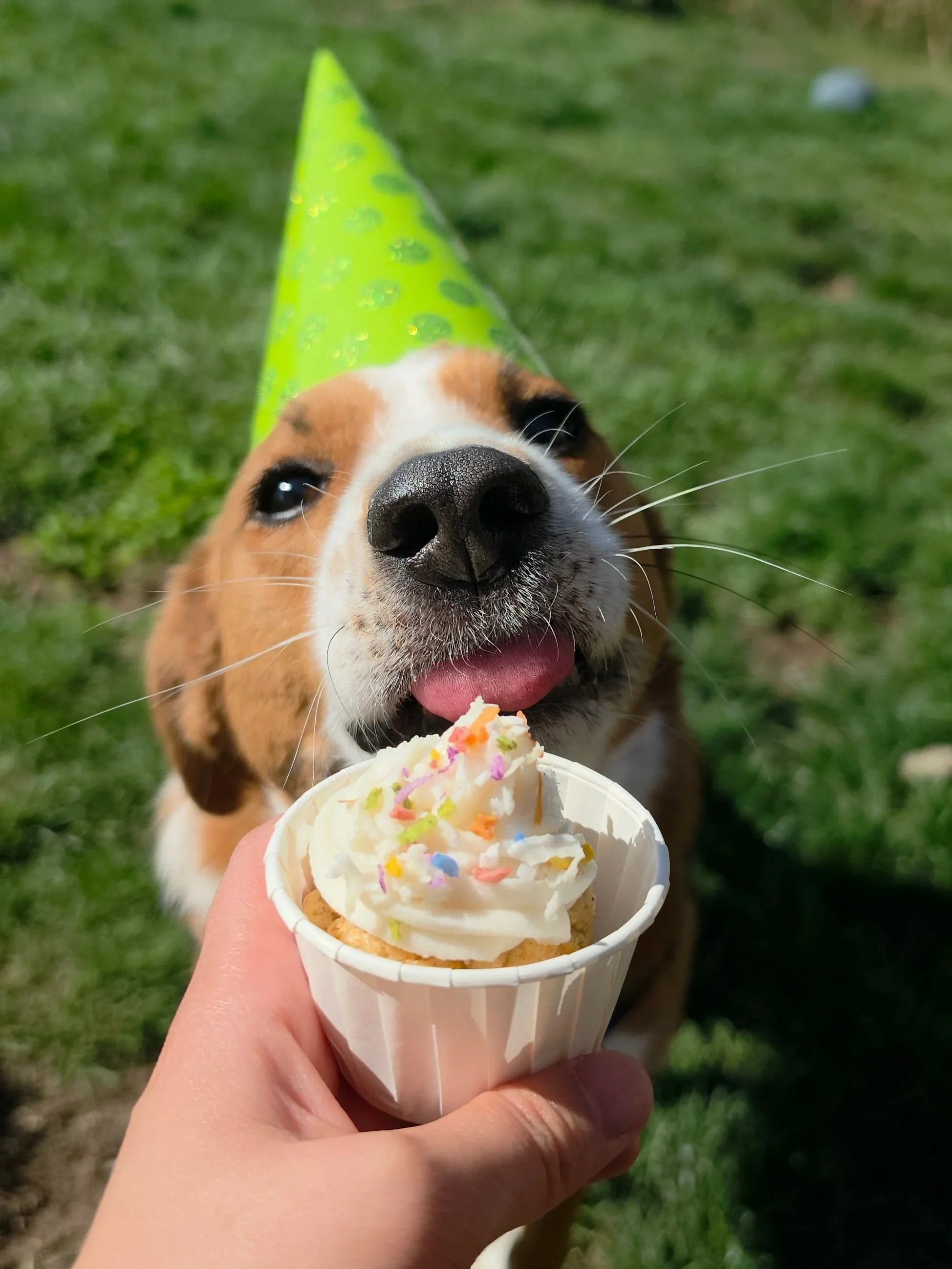 pbcc+cupcake+%282%29.jpg