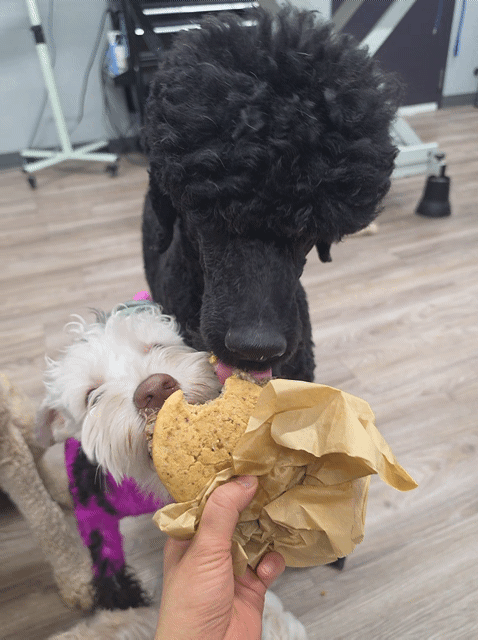 burger.gif