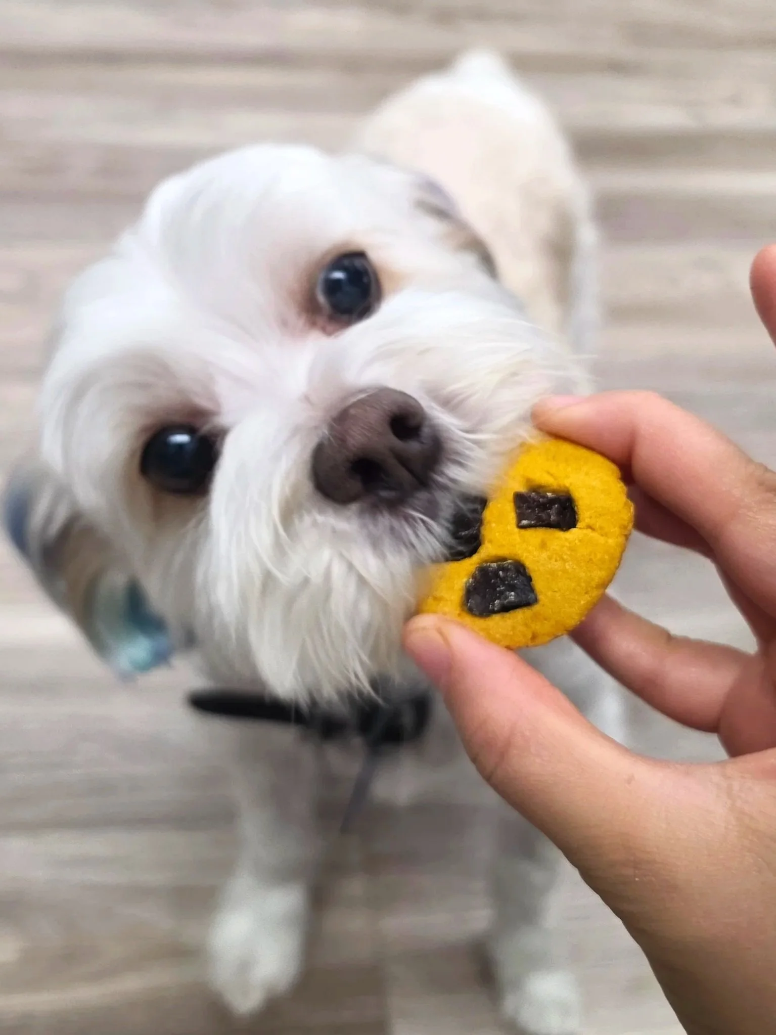 choc+cookie.jpg
