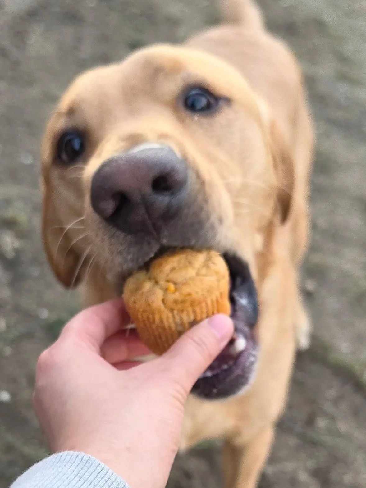 pbcc+muffin3.jpg