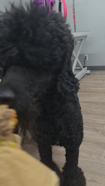 burger 2.gif