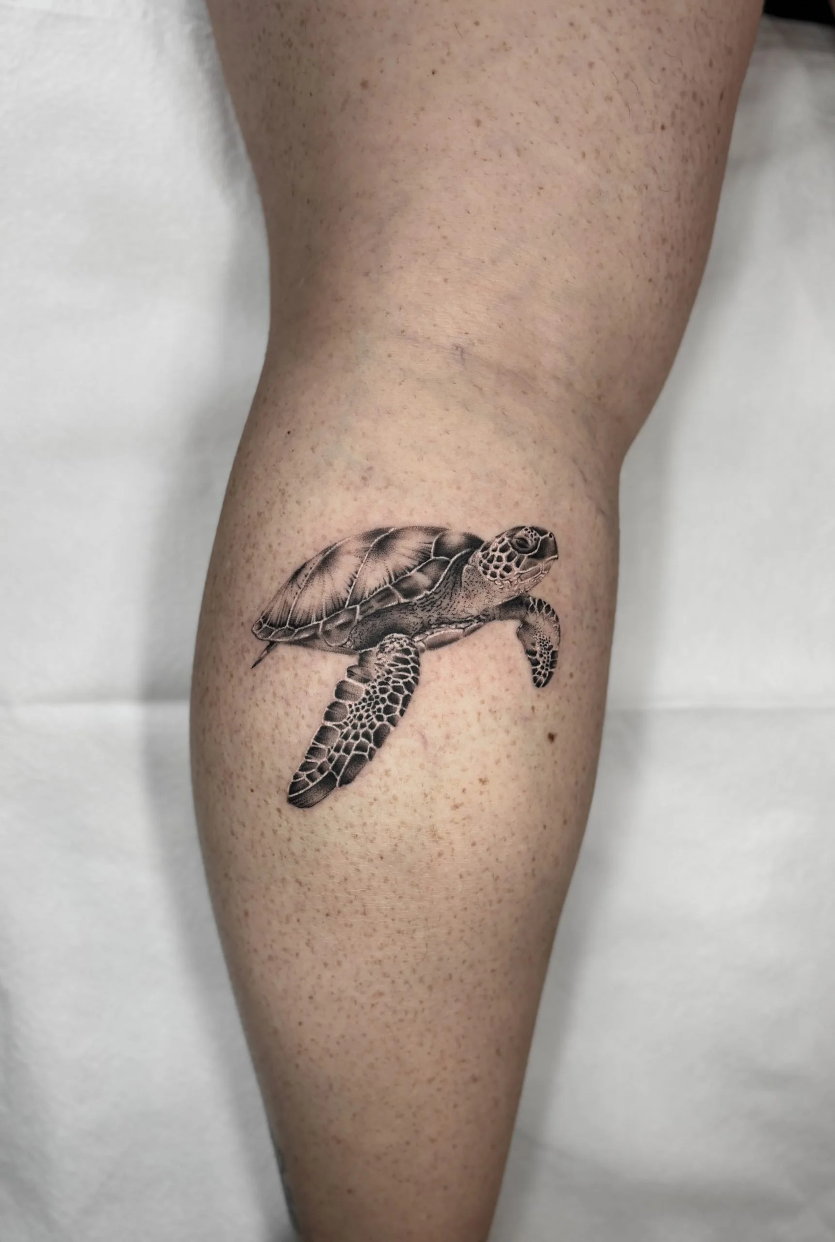 aotats_turtle_custom_micro_realism-scaled.jpg