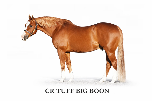 CR TUFF BIG BOON