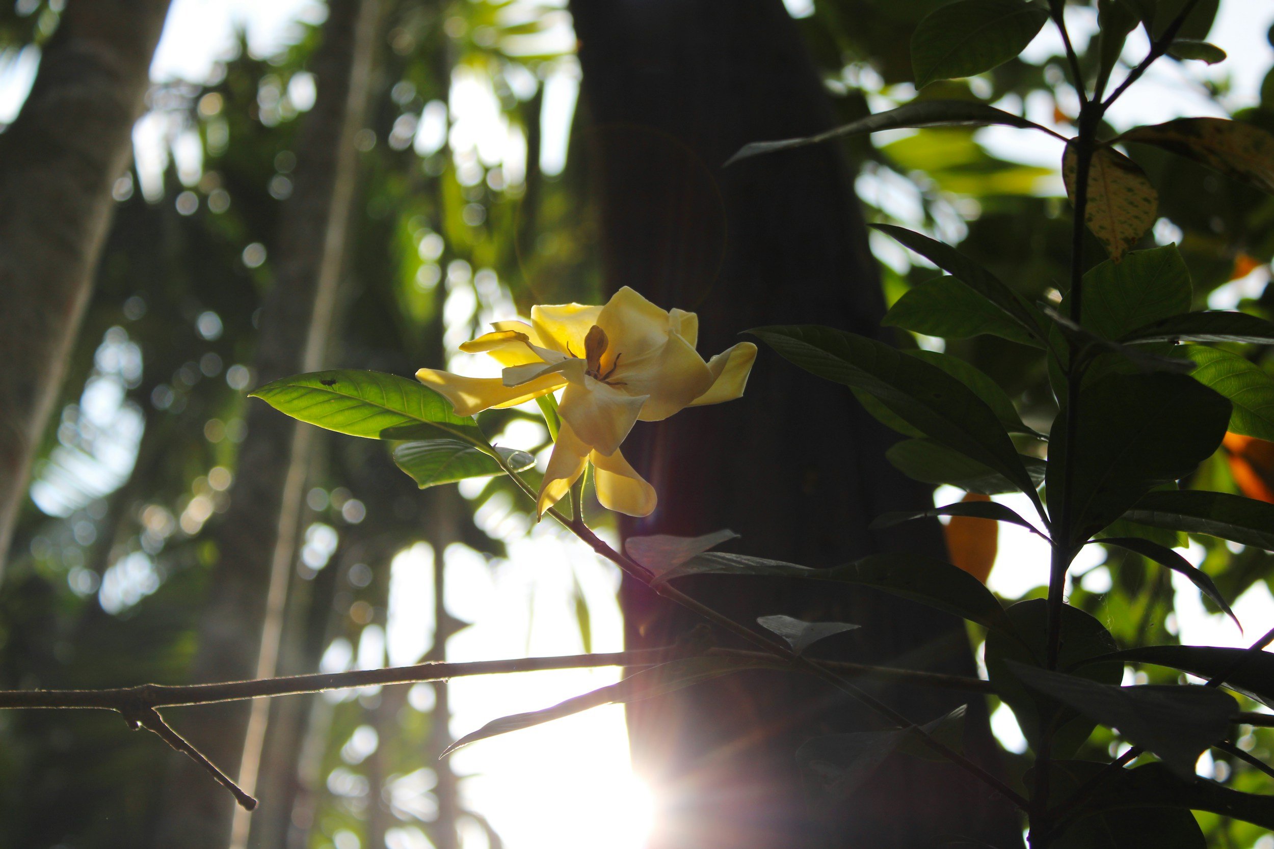 A yellow flower blooming on a branch in a shaded forest with sunlight streaming through the trees.