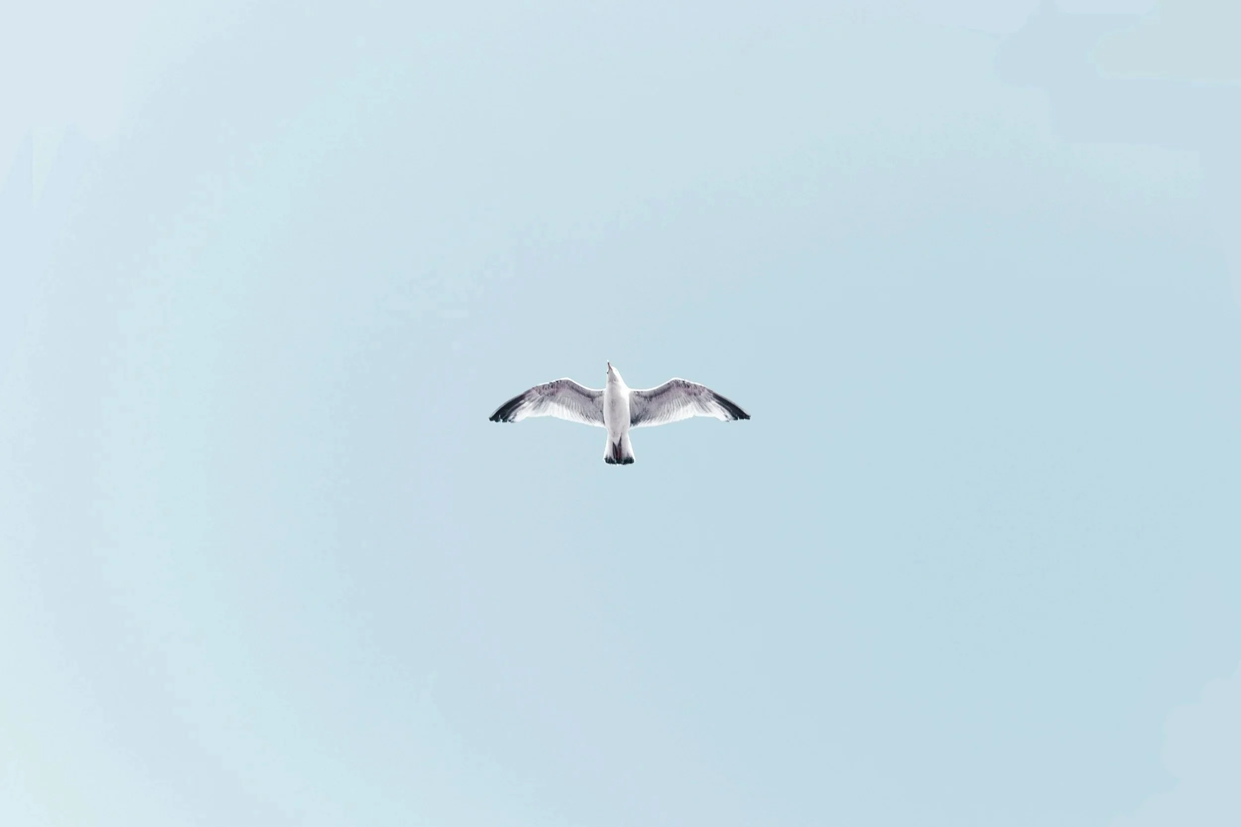 A bird soaring in a clear, pale blue sky