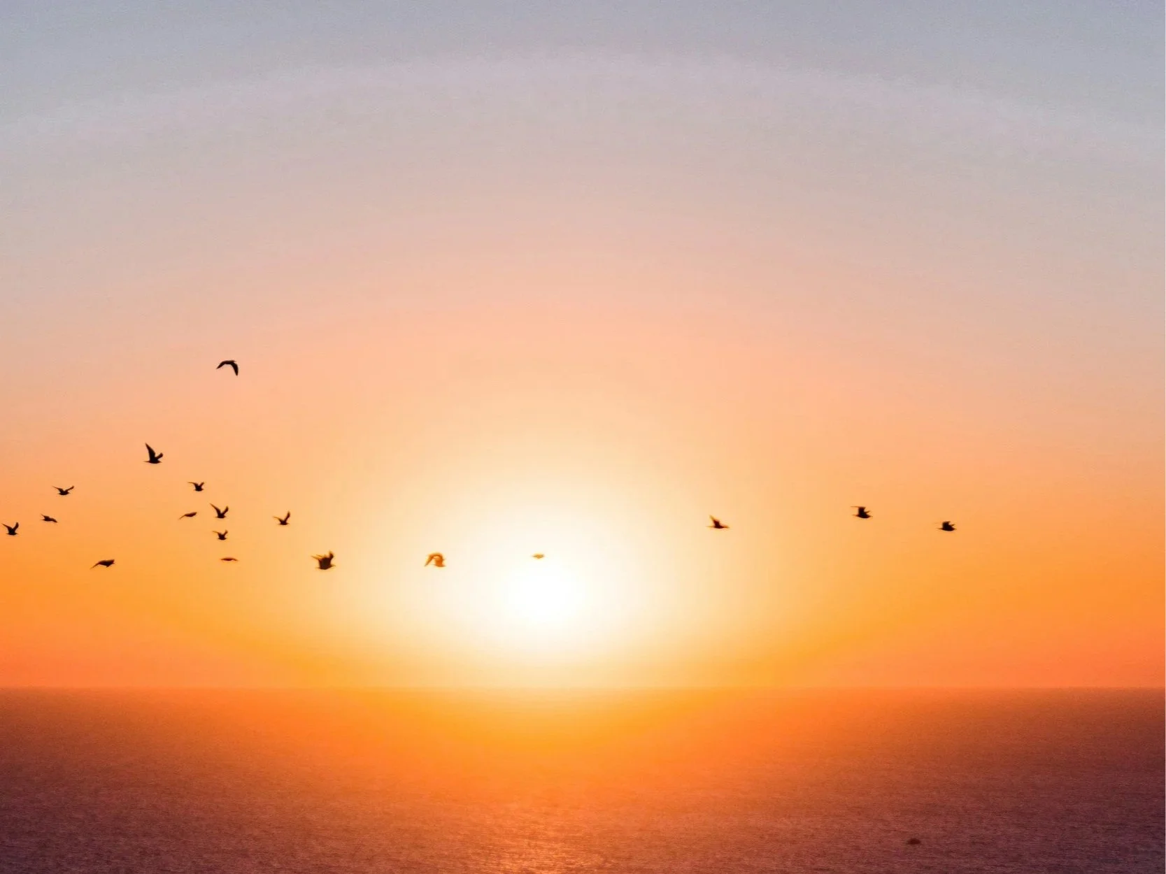 A group of birds flying in the sky during sunset over the ocean.