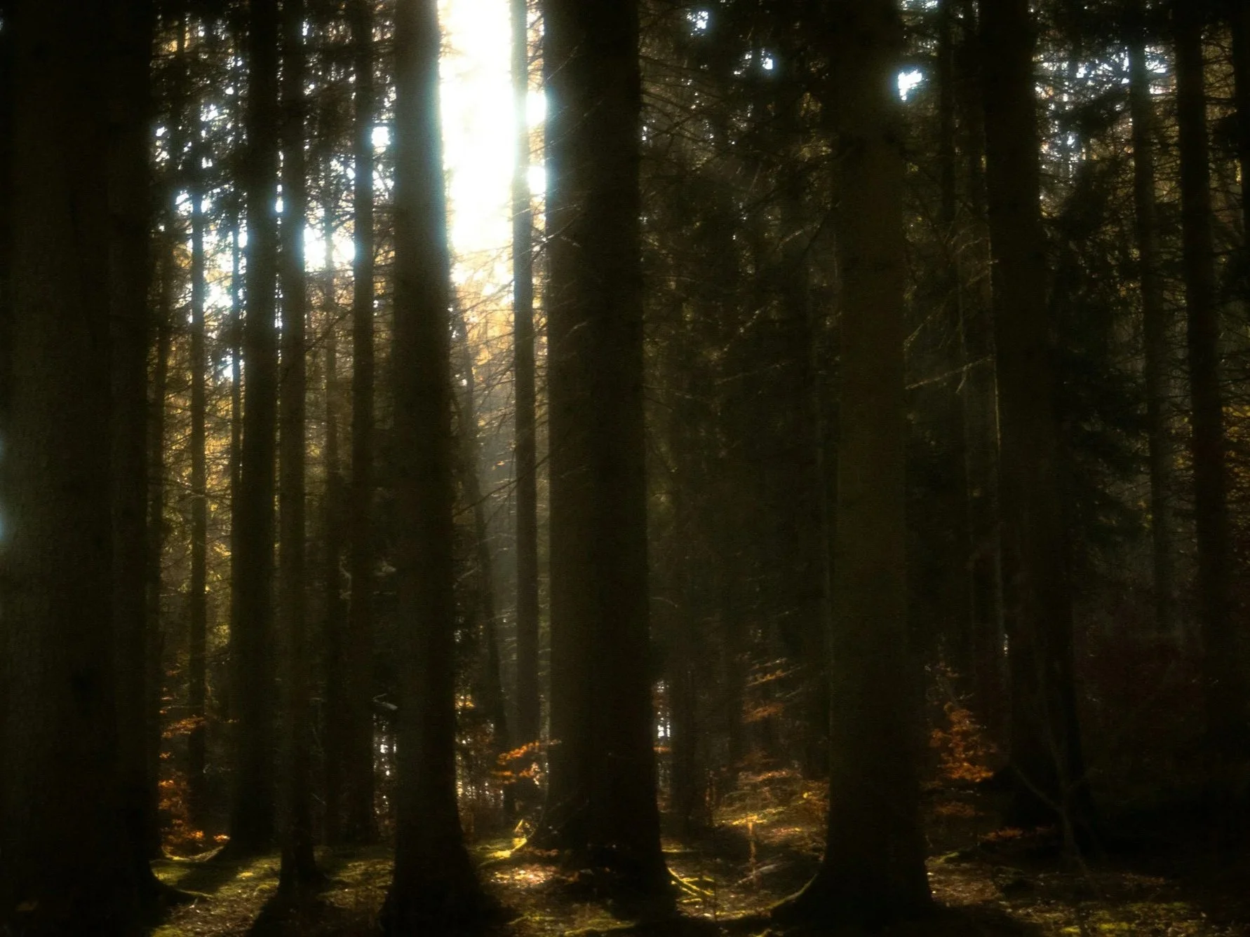 A forest with tall trees and sunlight filtering through the branches.