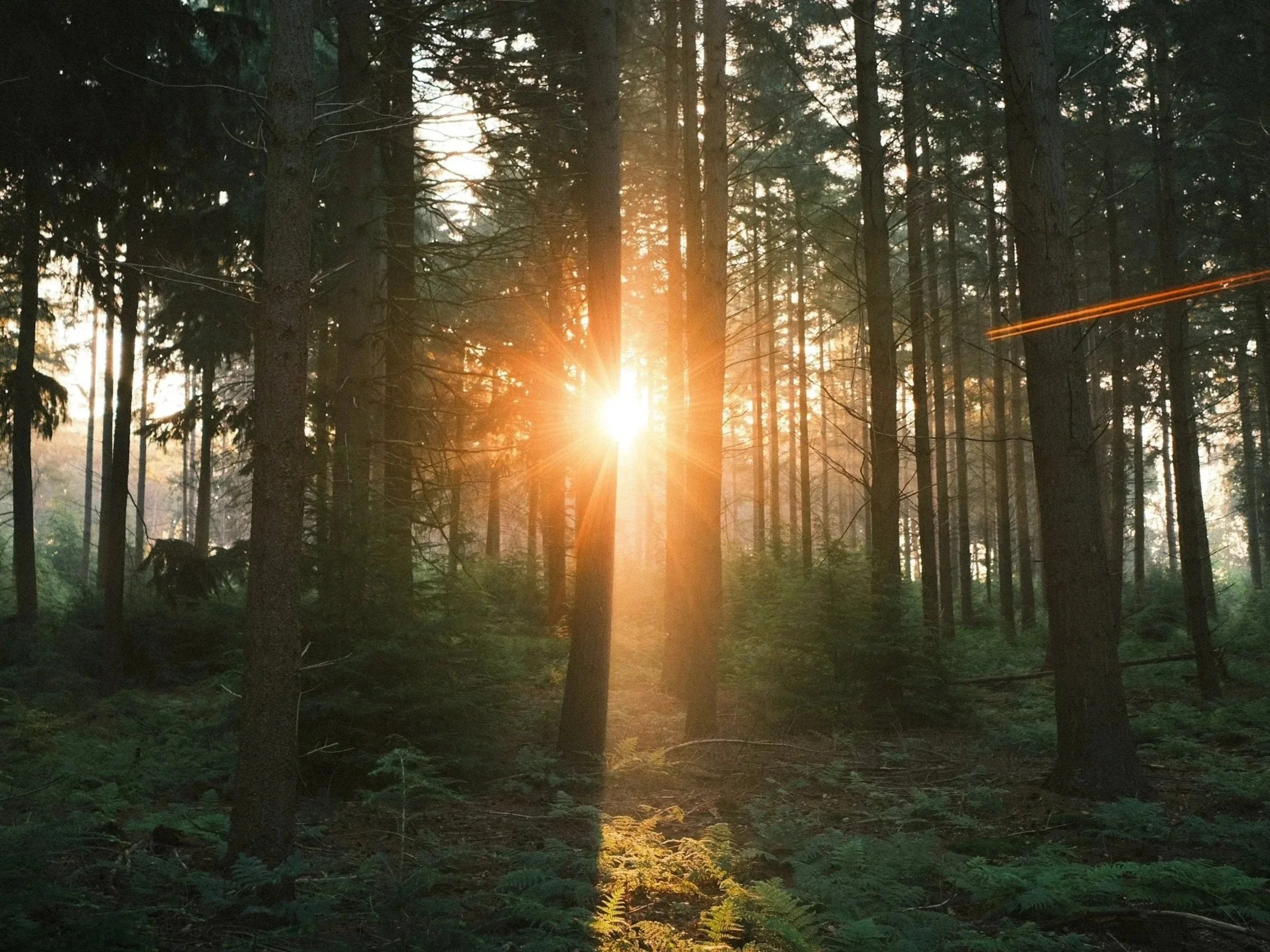 Sunset shining through a dense pine forest with tall trees and green undergrowth.