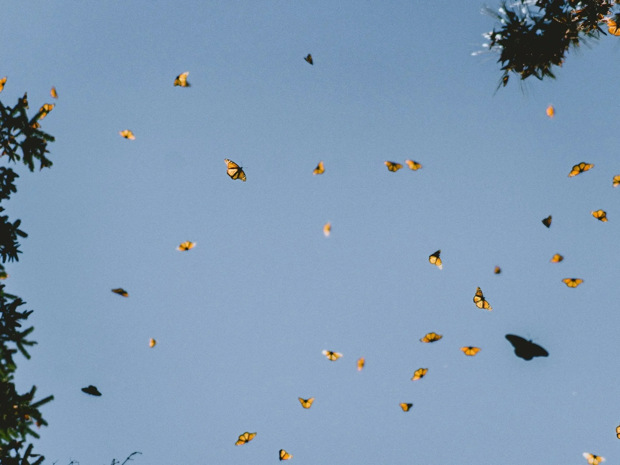 Numerous yellow and black butterflies flying in a clear blue sky framed by tree branches.