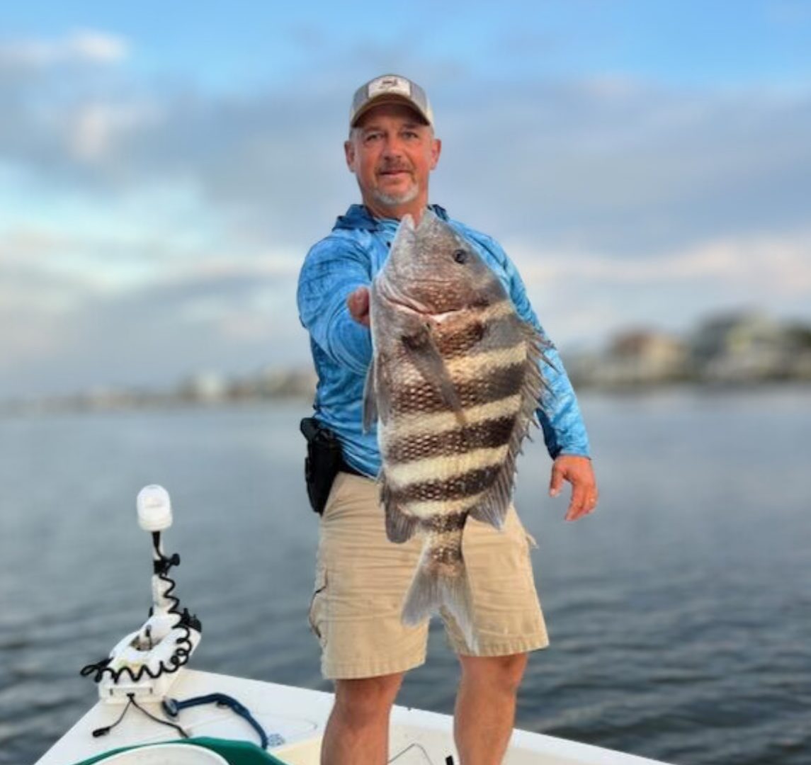 Chasing the tide - sheepshead fish