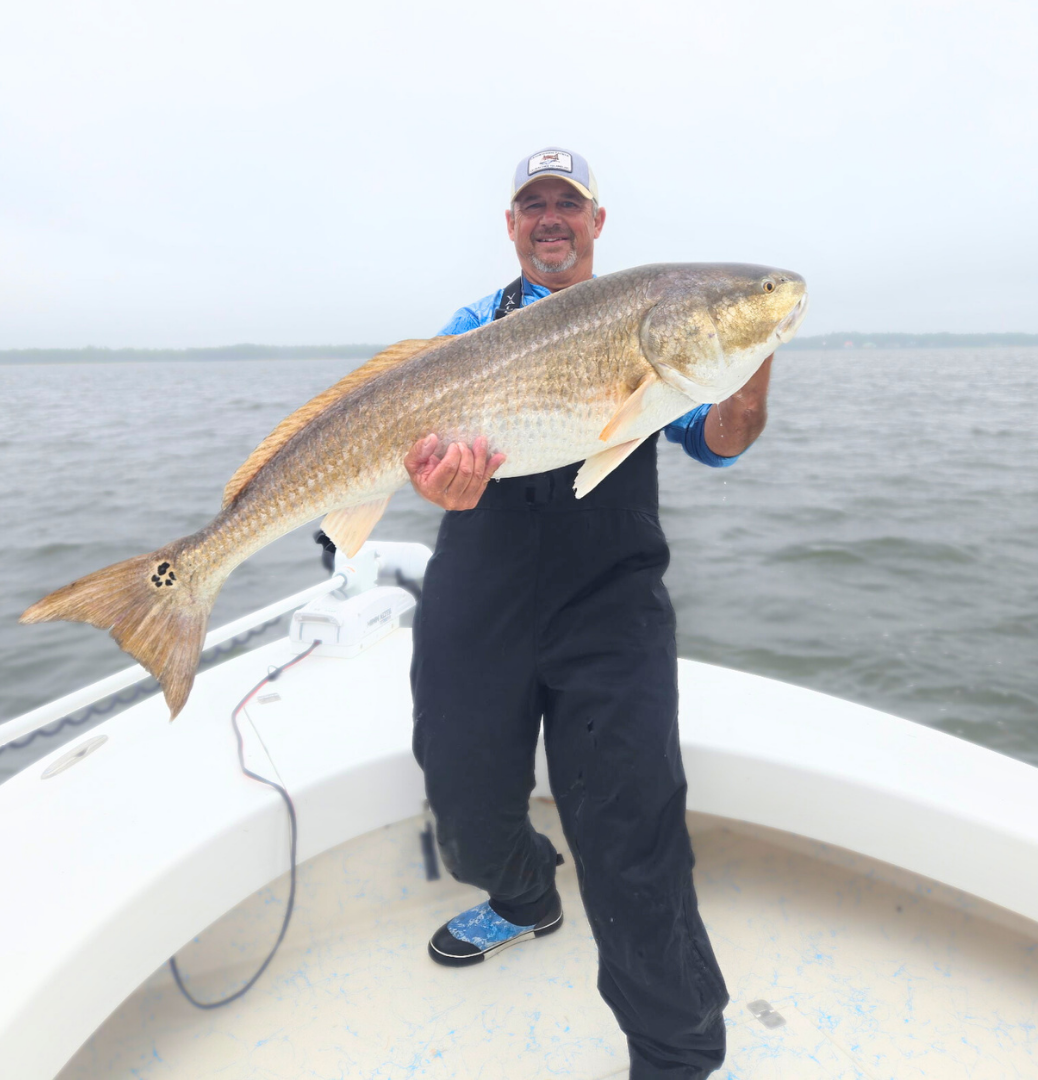 chasing the tide - red drum fish