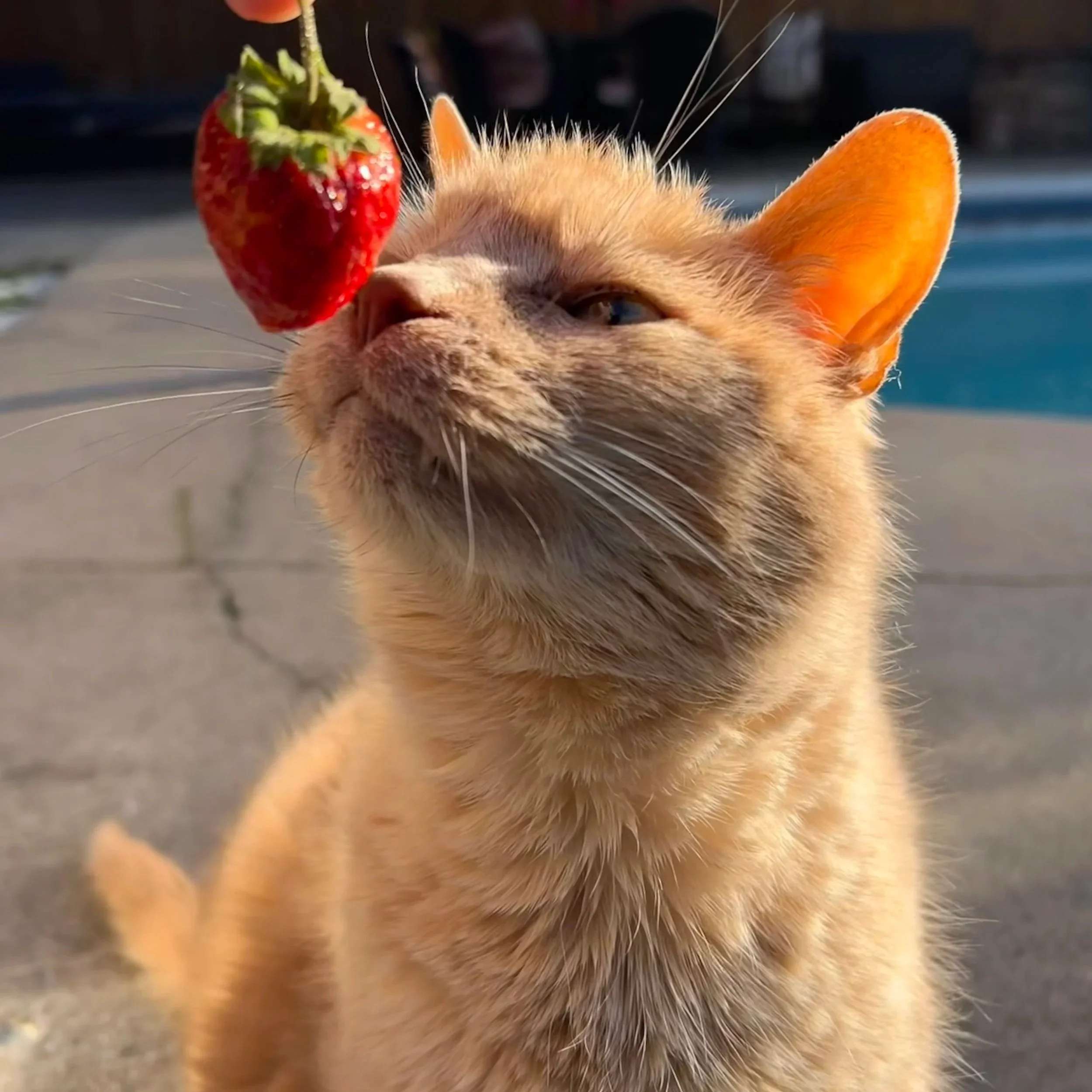 Julia young social media manager cat for about page on website