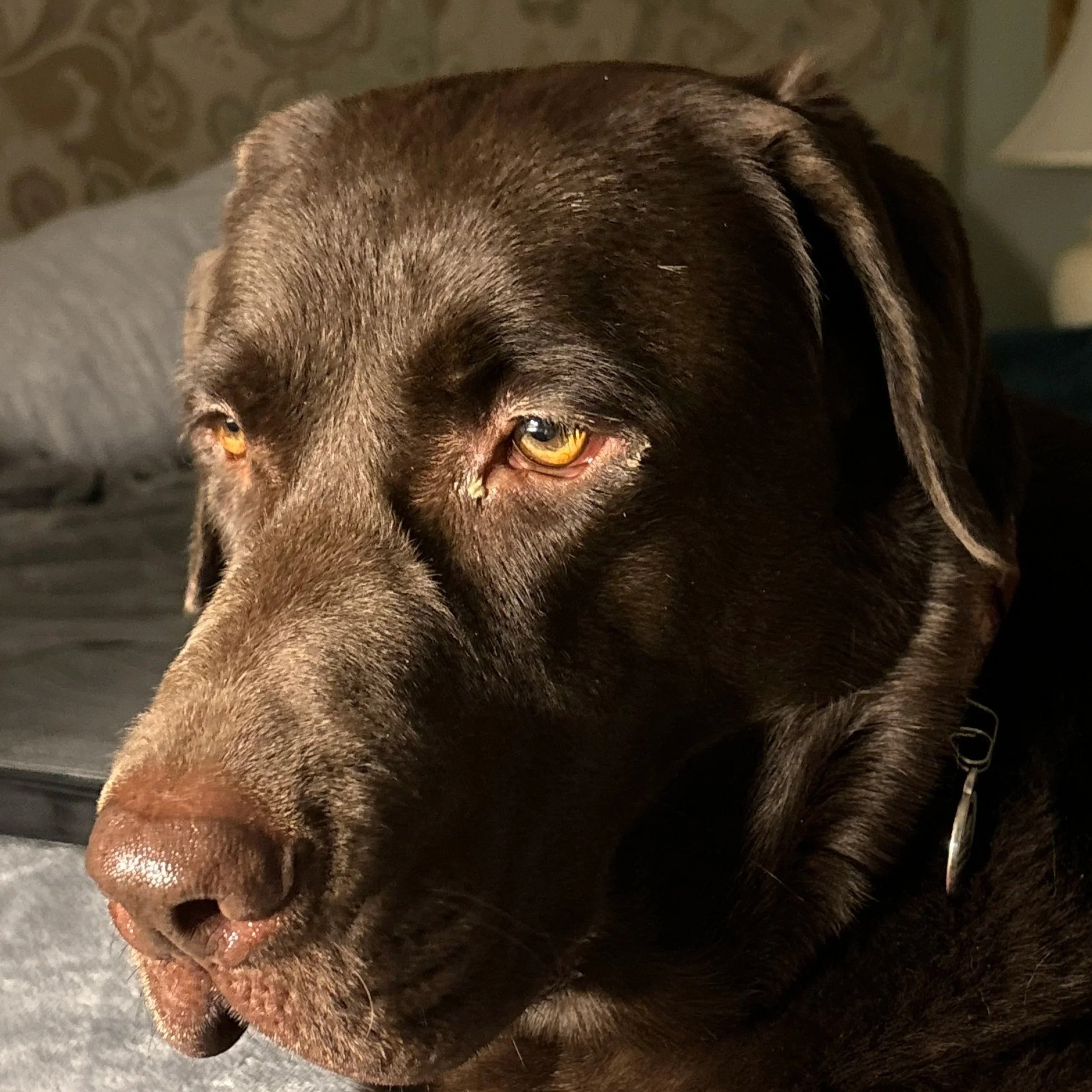 Newmarket Social media manager sarah tkalec dog for about page on website