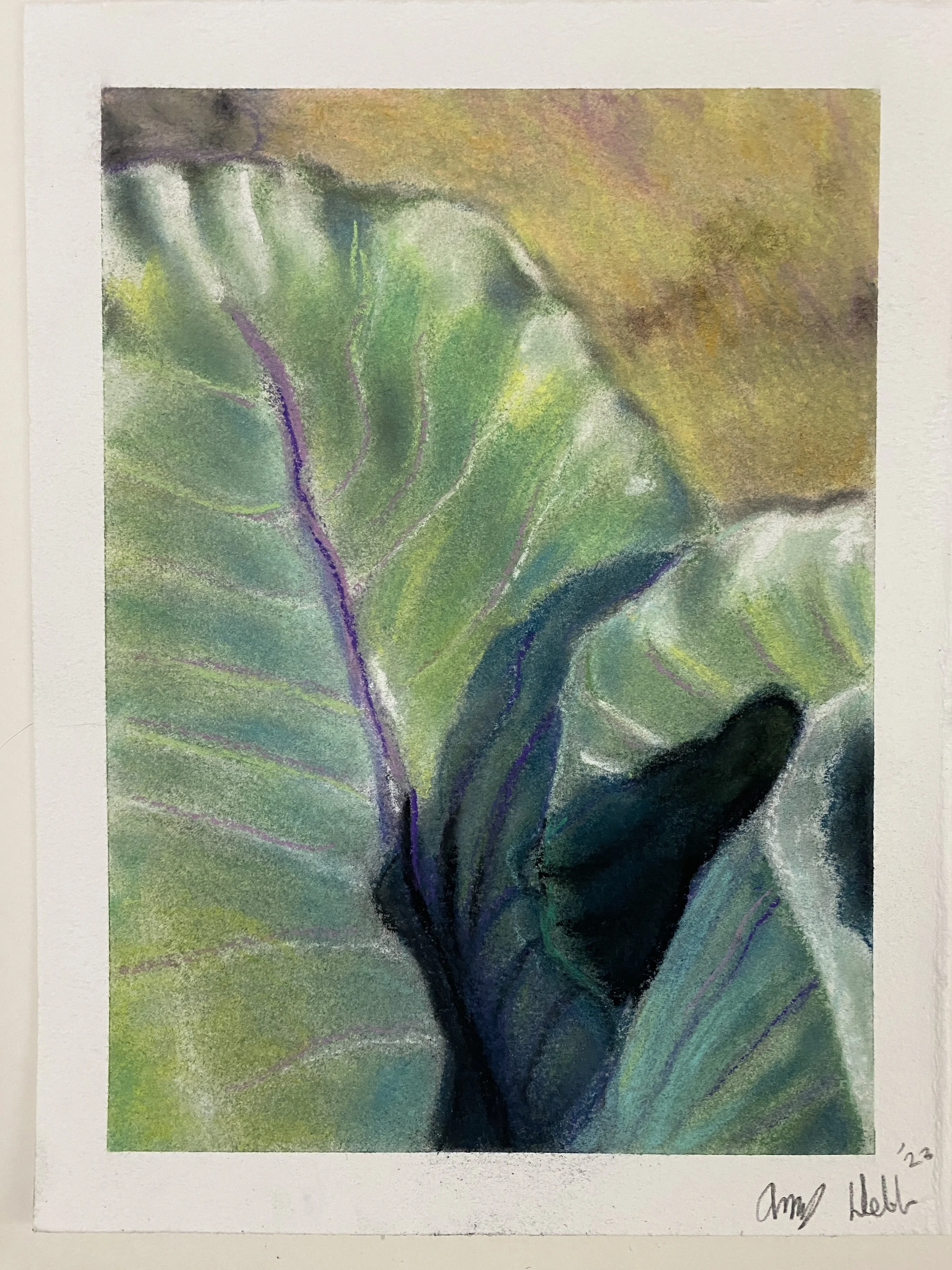 Cabbage Leaf / 8 x 6in / 20.32 x 15.24cm / Pastel on Arches