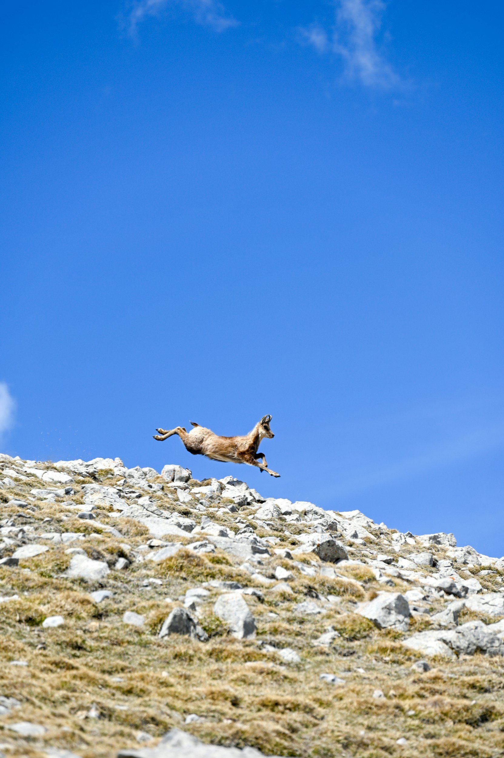 Ein Bergziege springt über felsiges Gelände bei klarem Blauhimmel.