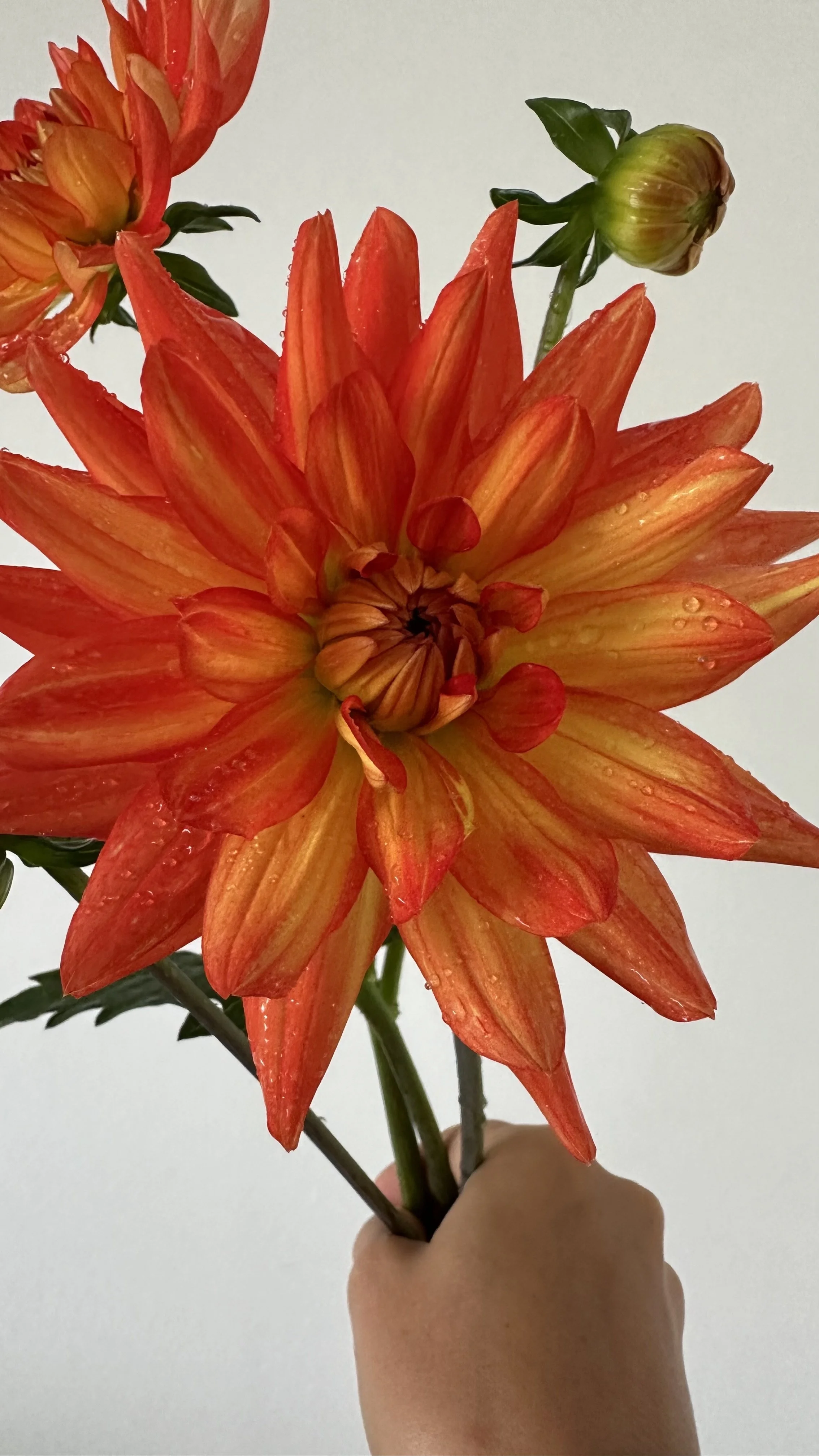 A person holding a bouquet of orange-red dahlias with dewdrops on the petals against a plain white background.