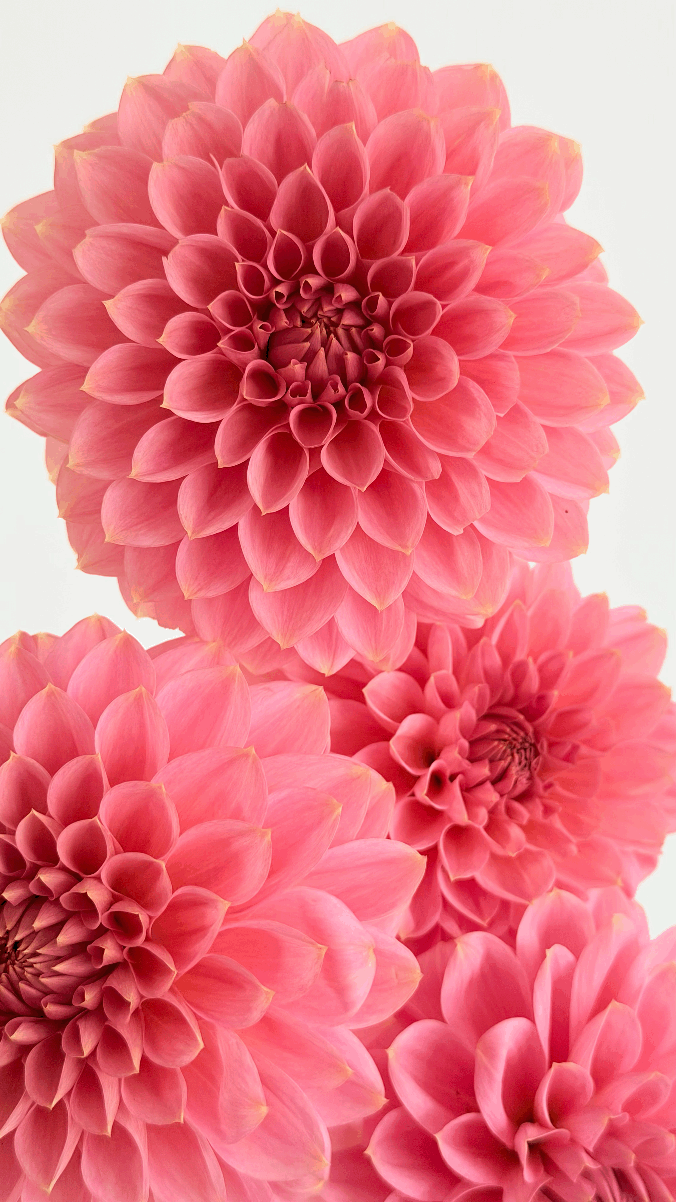 Dahlia "Askwith Minnie"