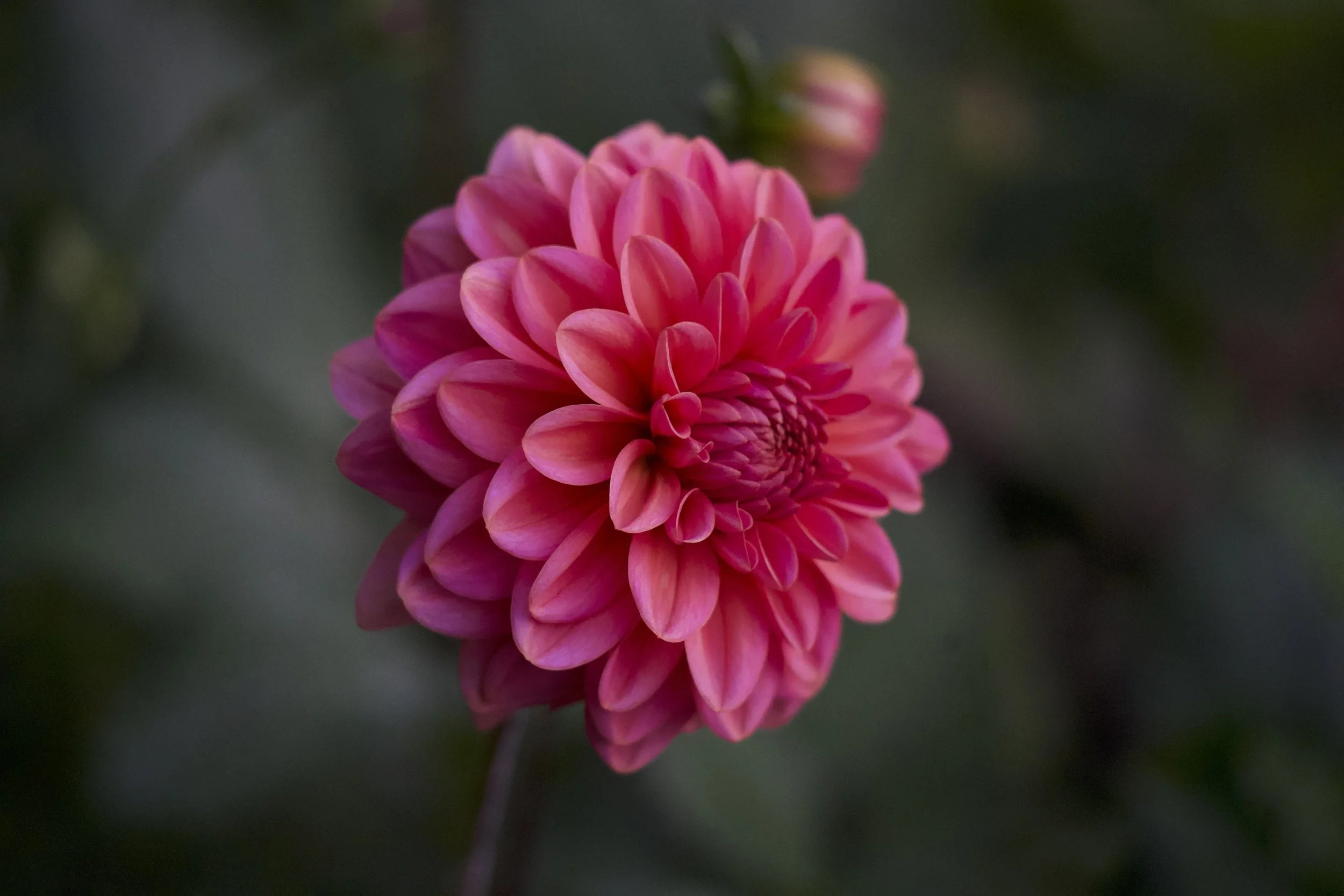 Close-up of a pink dahlia flower with layered petals, reflected on a smooth surface, with a dark, blurred background.