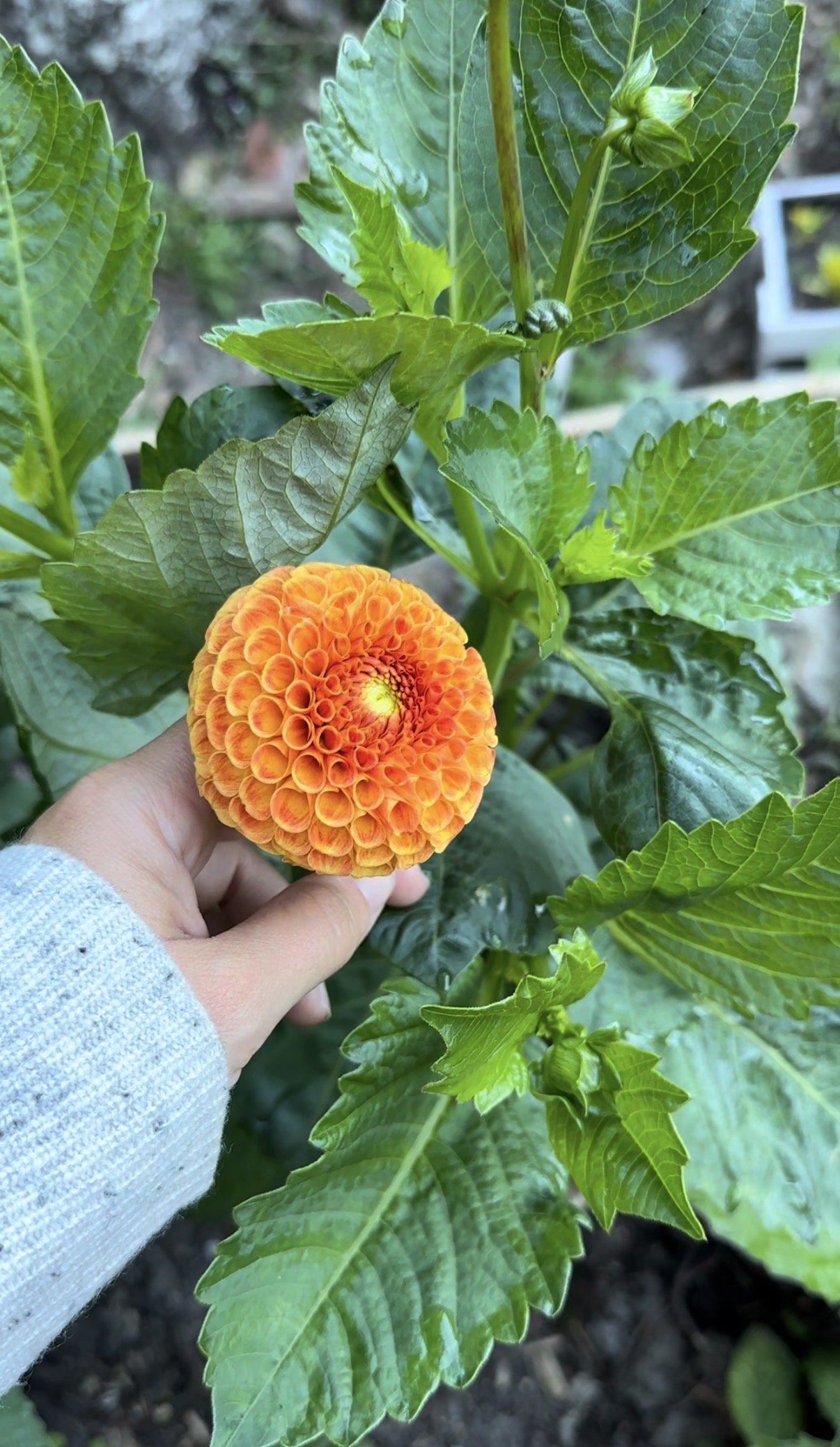 Dahlia "Bantling"